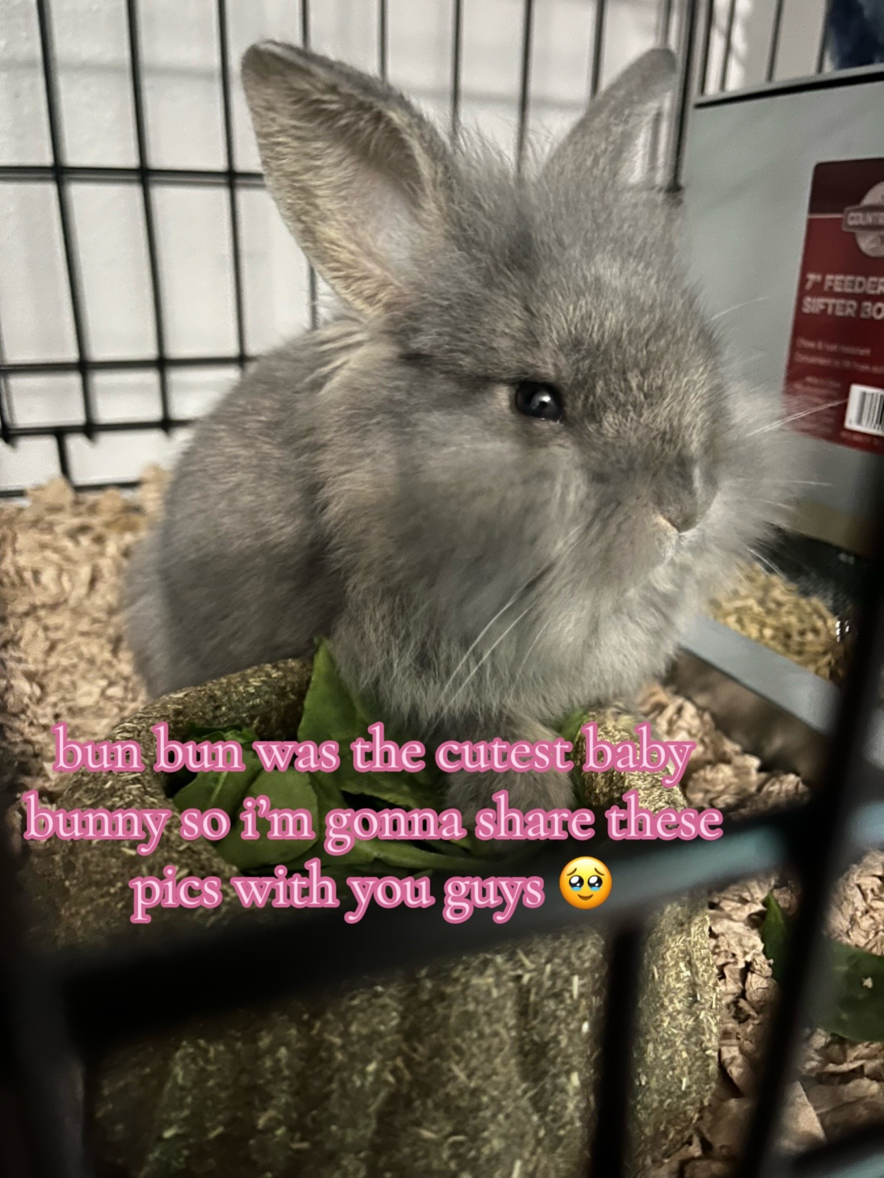 @bunbun & binky