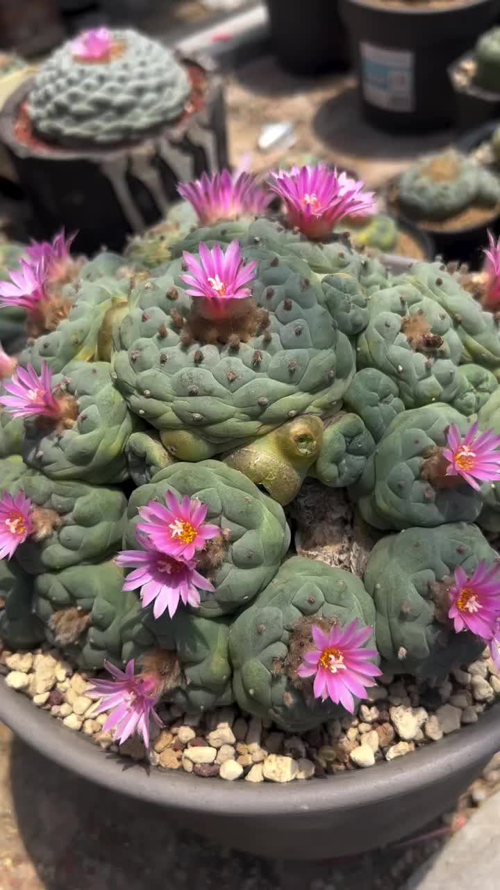 @Forest Lake Gardens