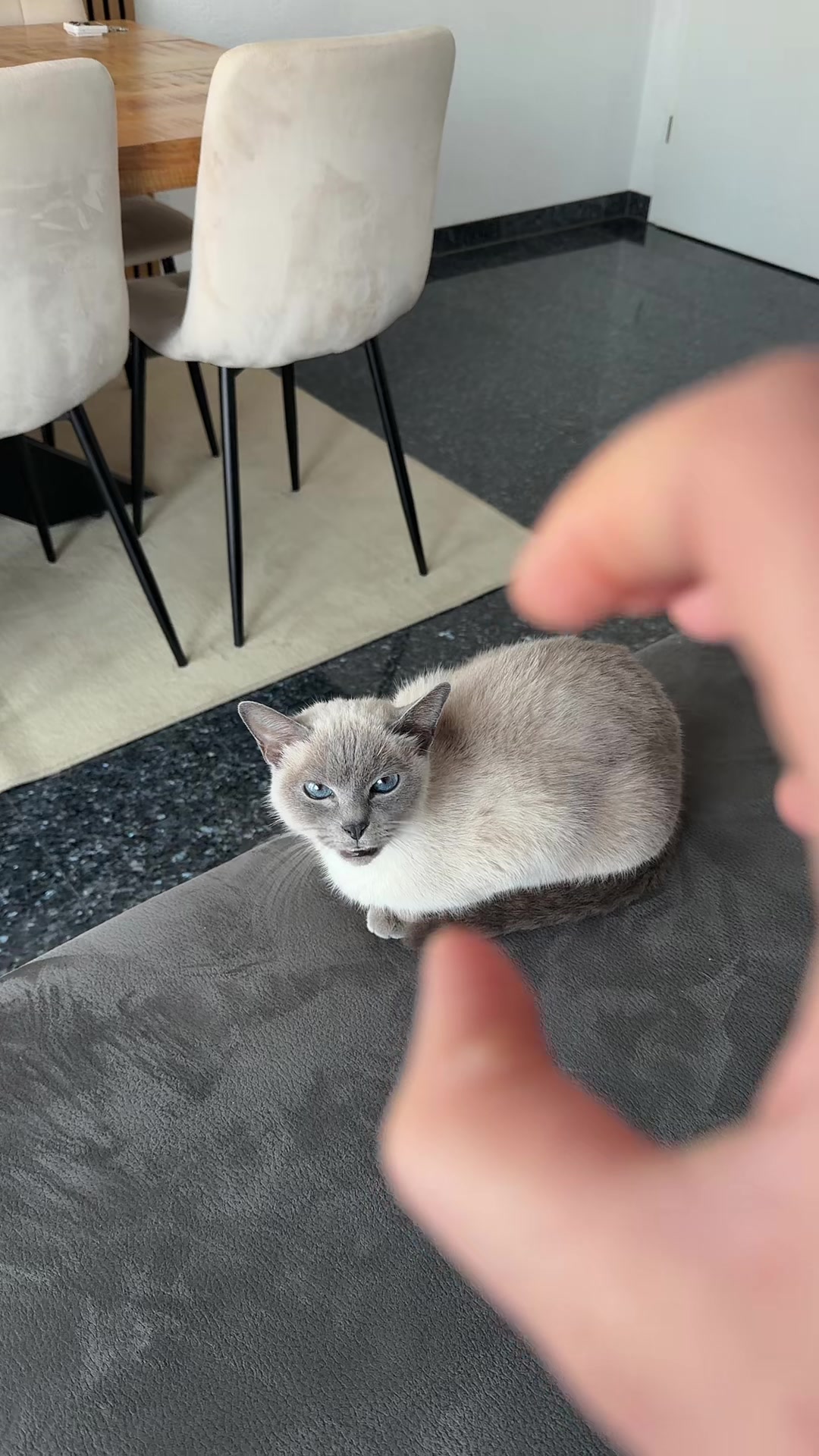 @TugbasCats
