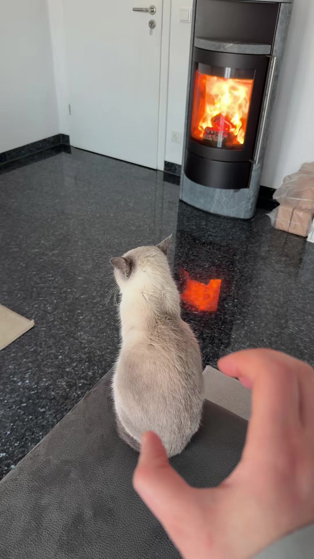 @TugbasCats