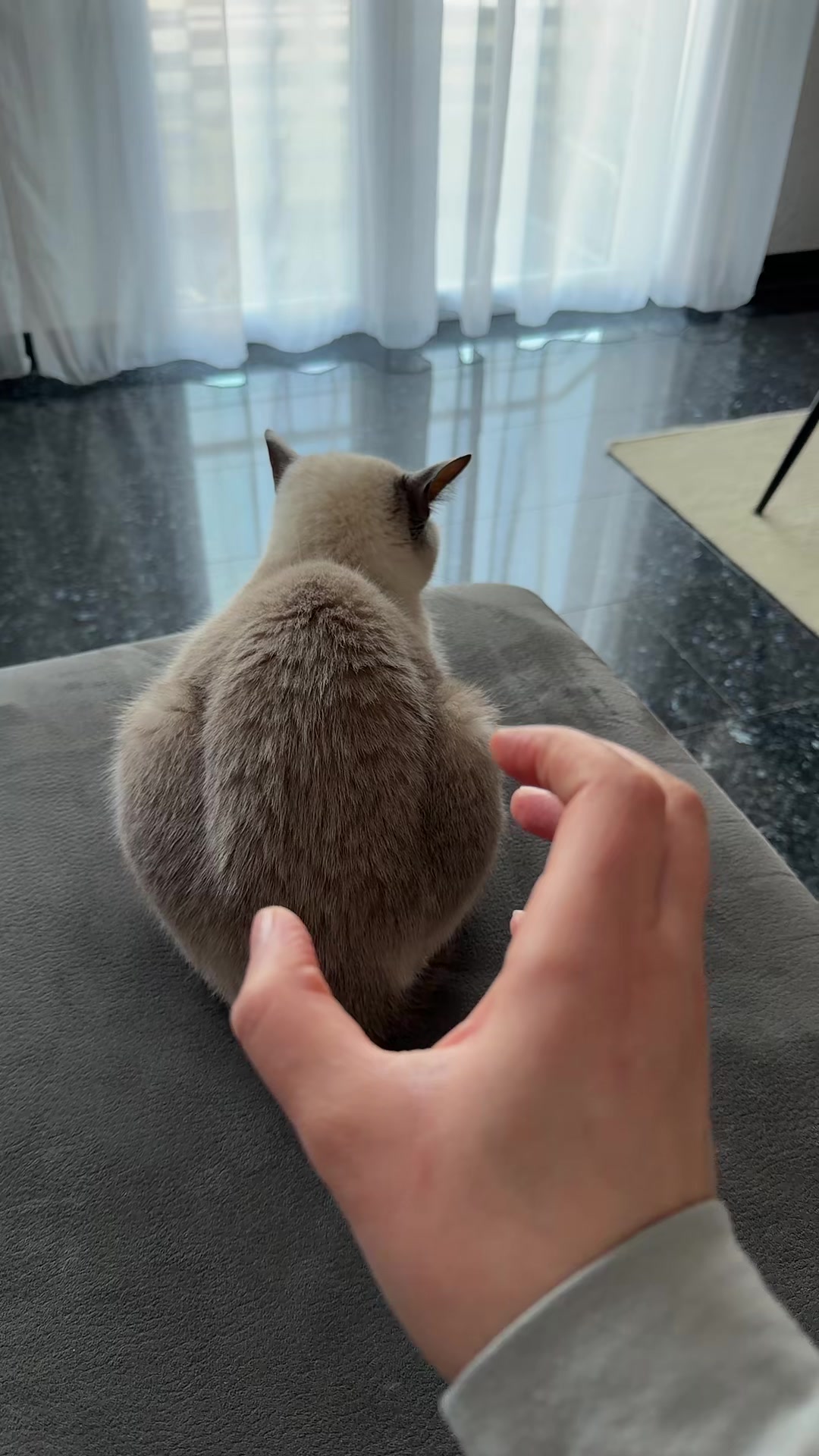 @TugbasCats