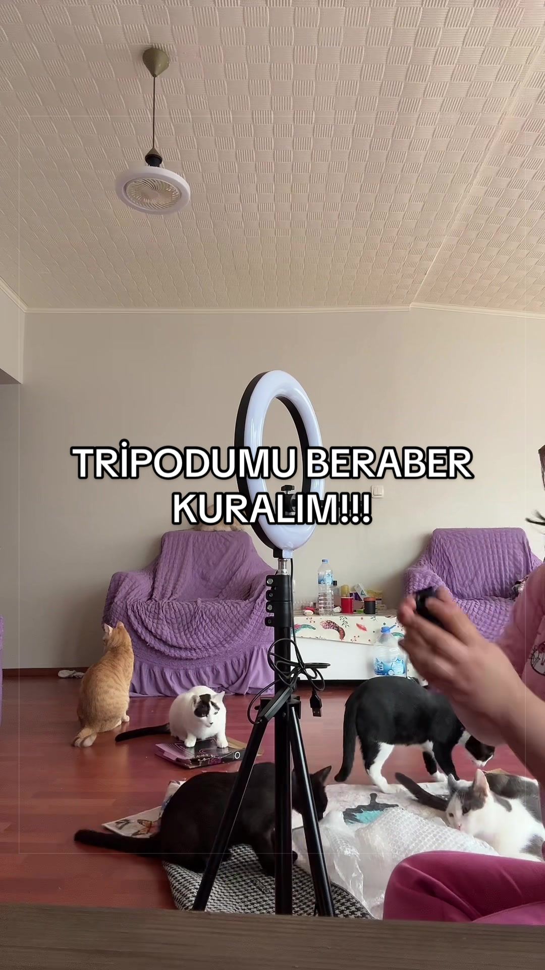 @bimdekibarbiee