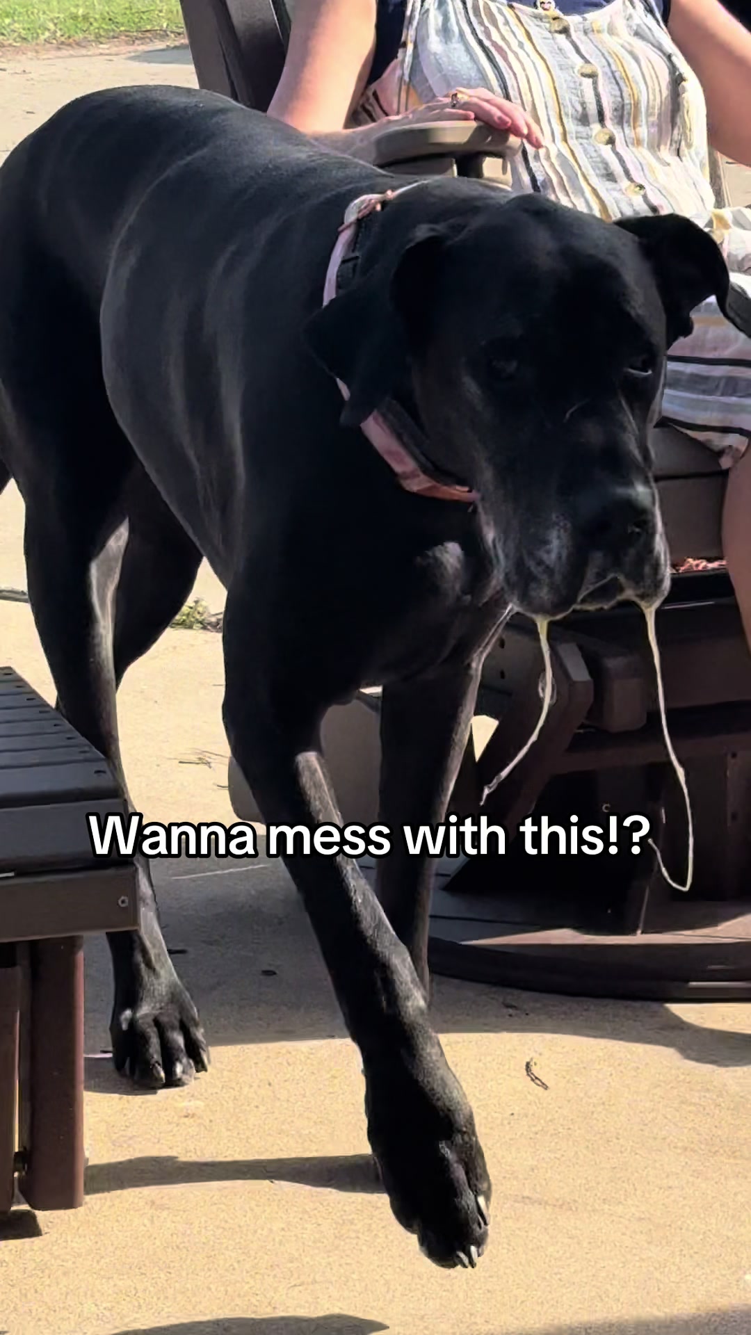 @jewelsthegreatdane
