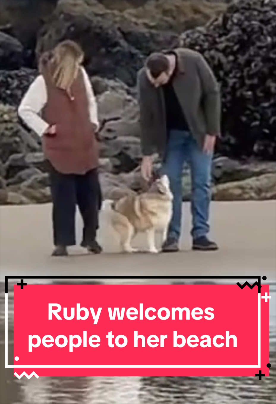 @Ruby the Pomsky