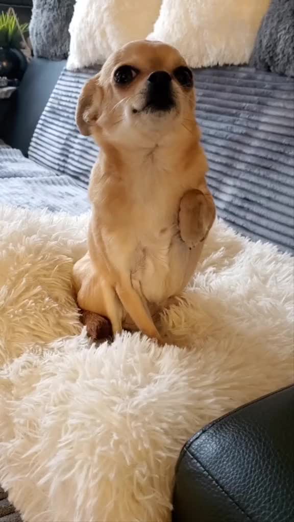 @bienchen der mini chihuahua