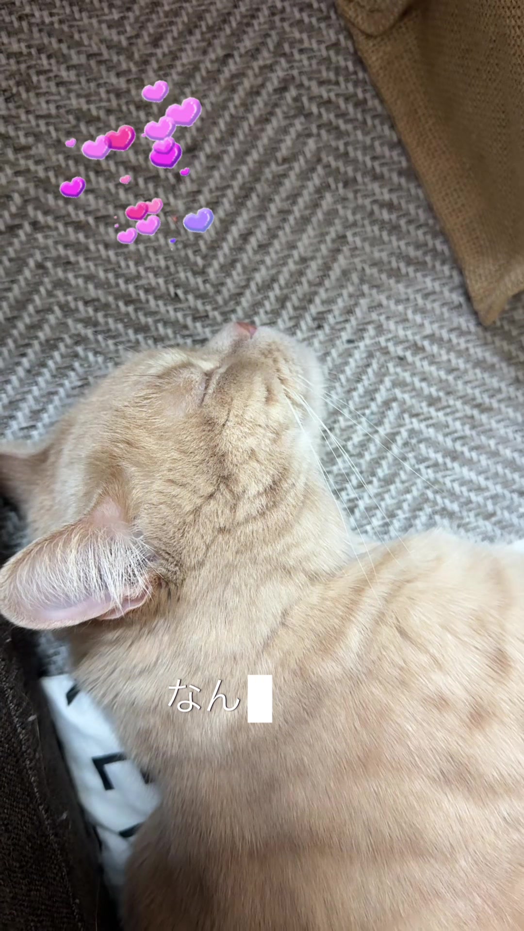 @⚡️祥華 羅🐈_na-Sang.Hwa_