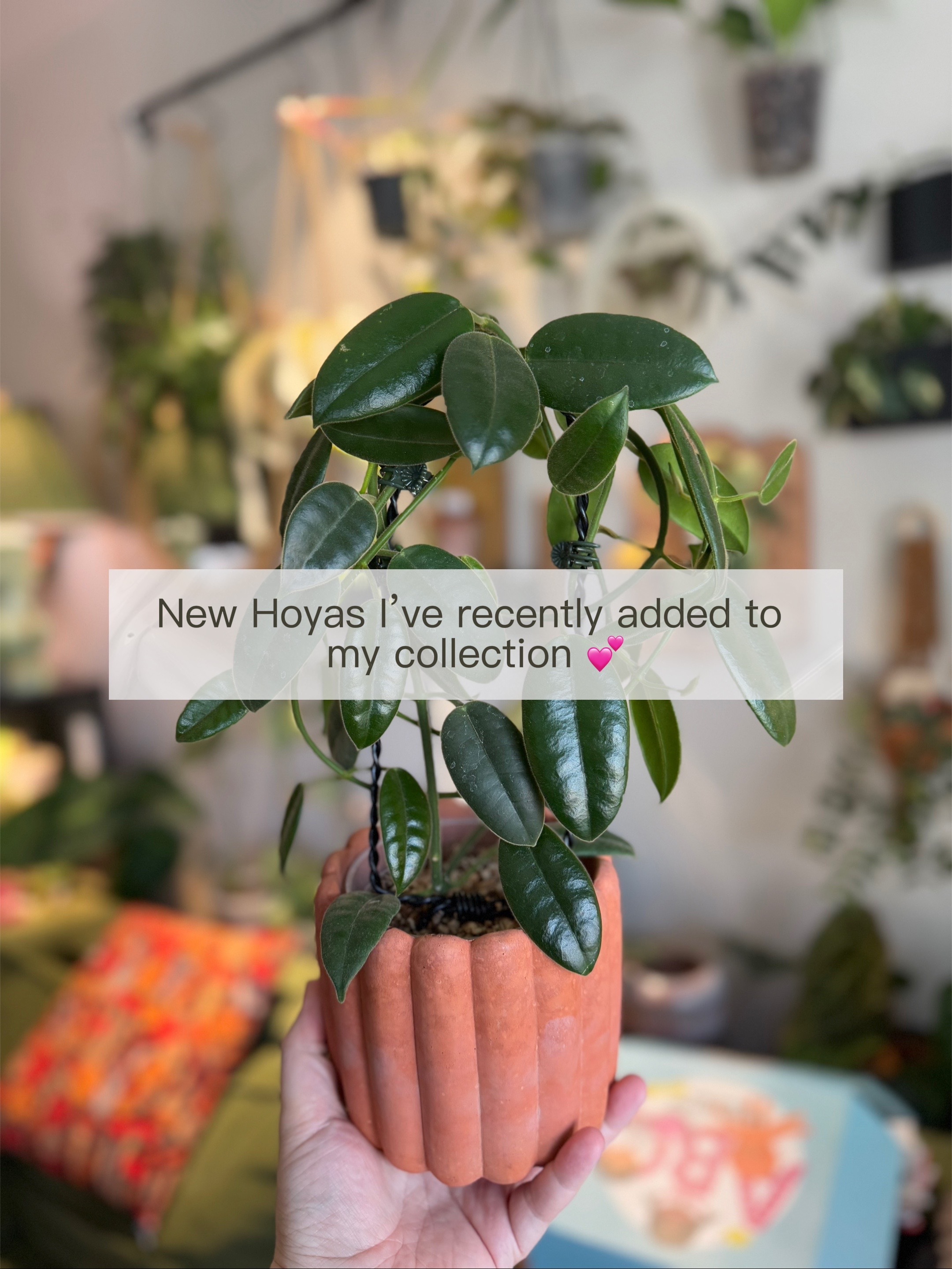 @Ness Rose | Plant Fanatic ✨