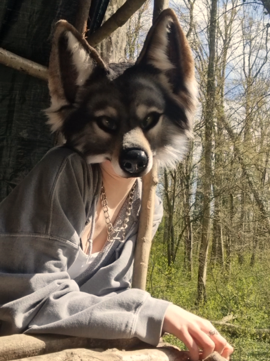 @☆sillydog☆