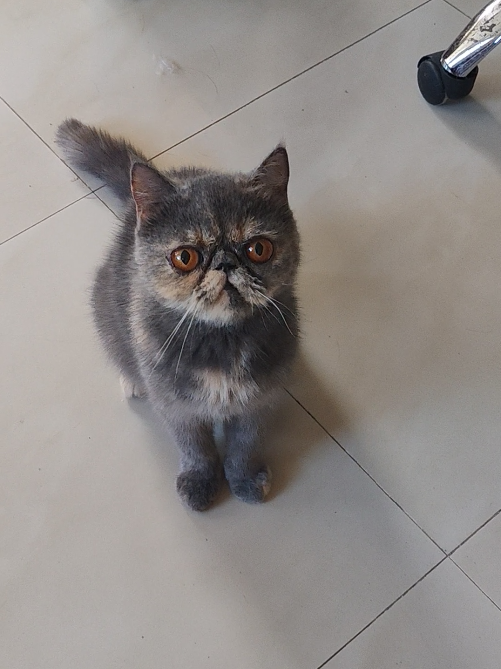 @UniqueClaw Cattery