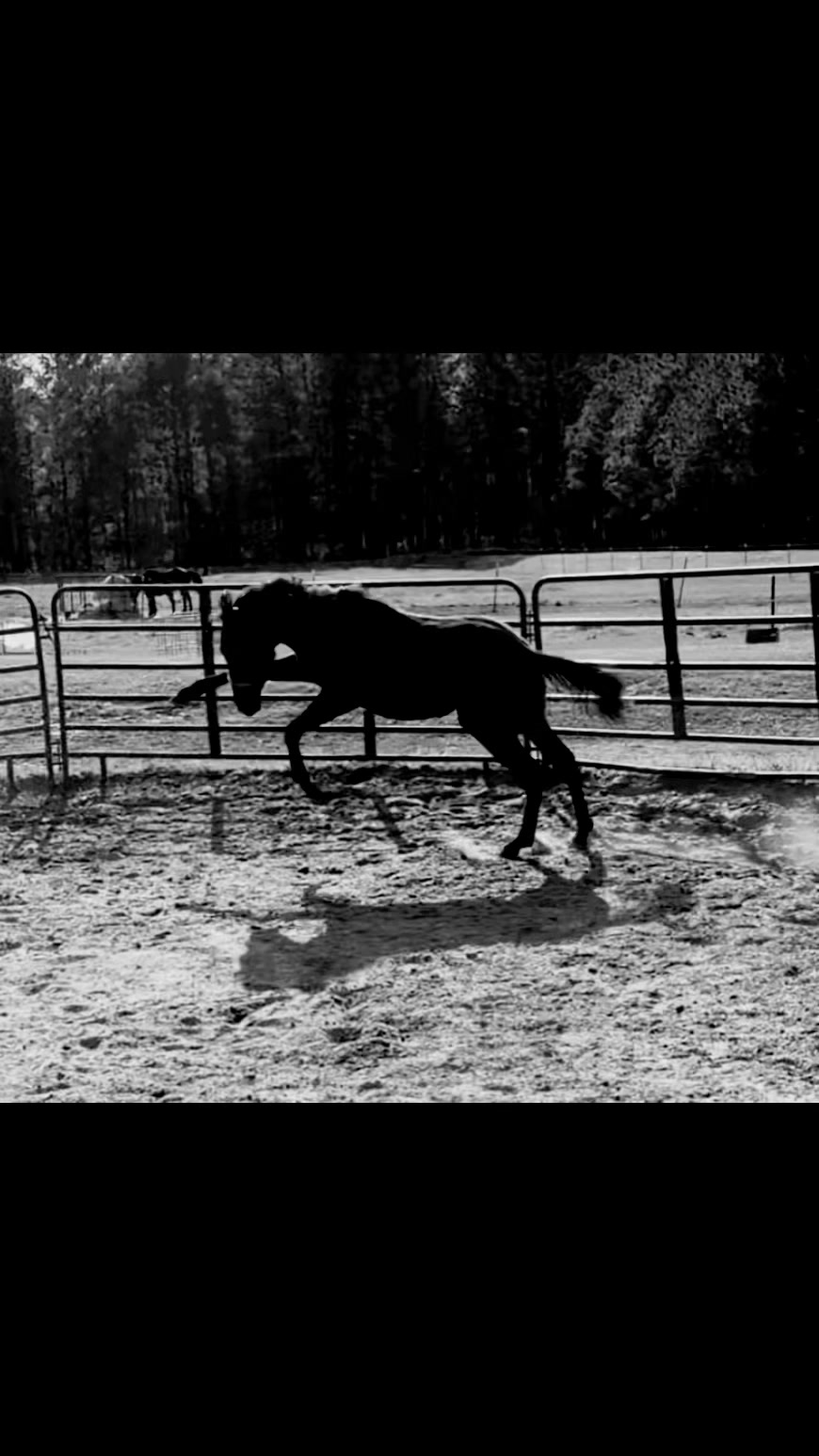 @Brit. L | Barrel Racer