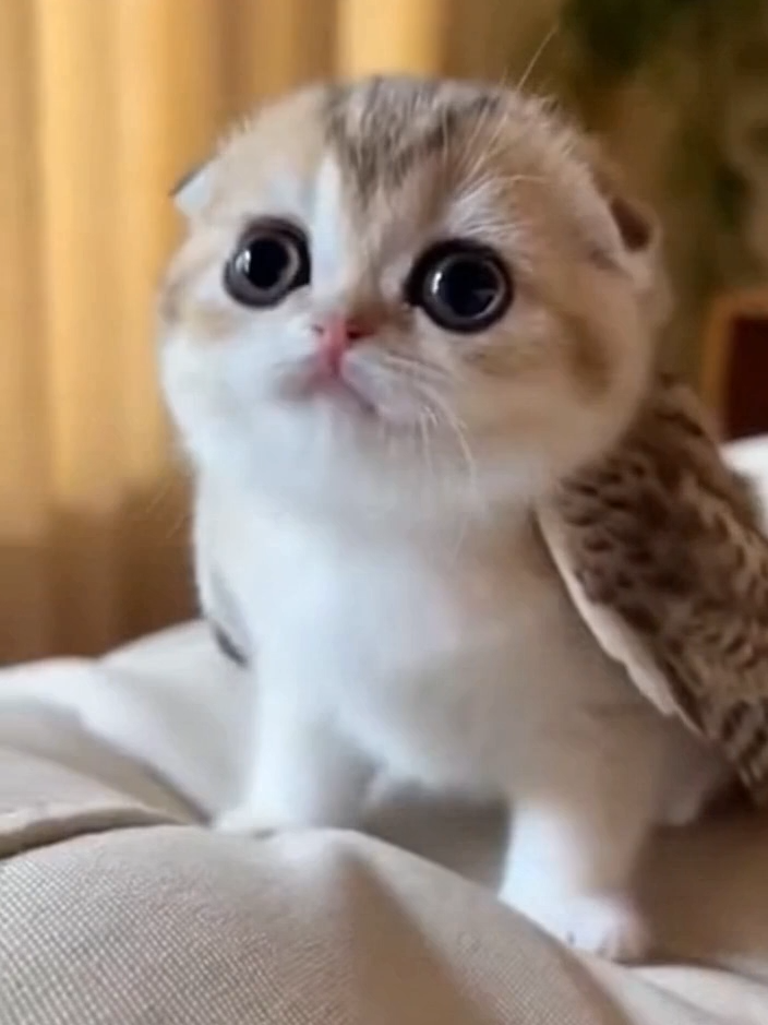 @meowlove