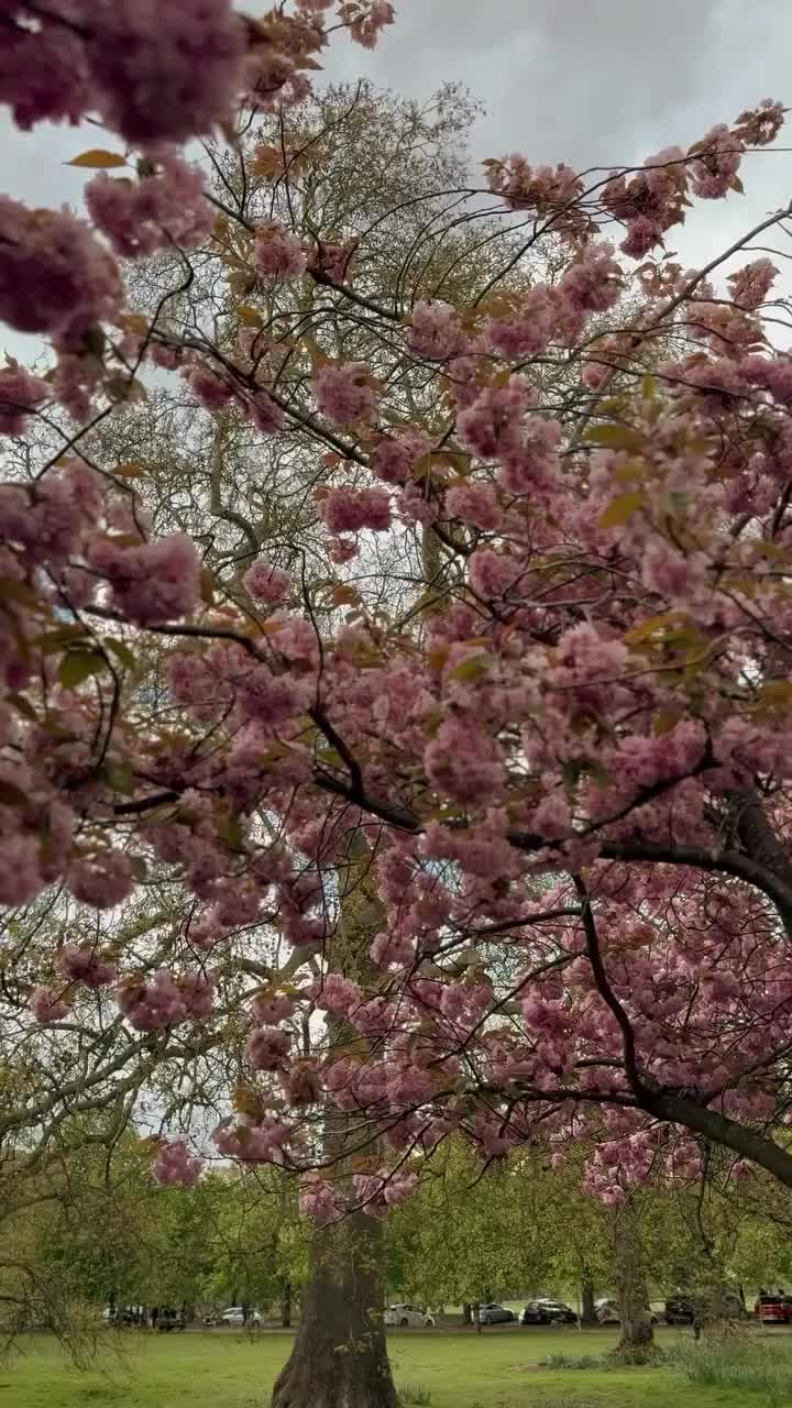 @timelessframes