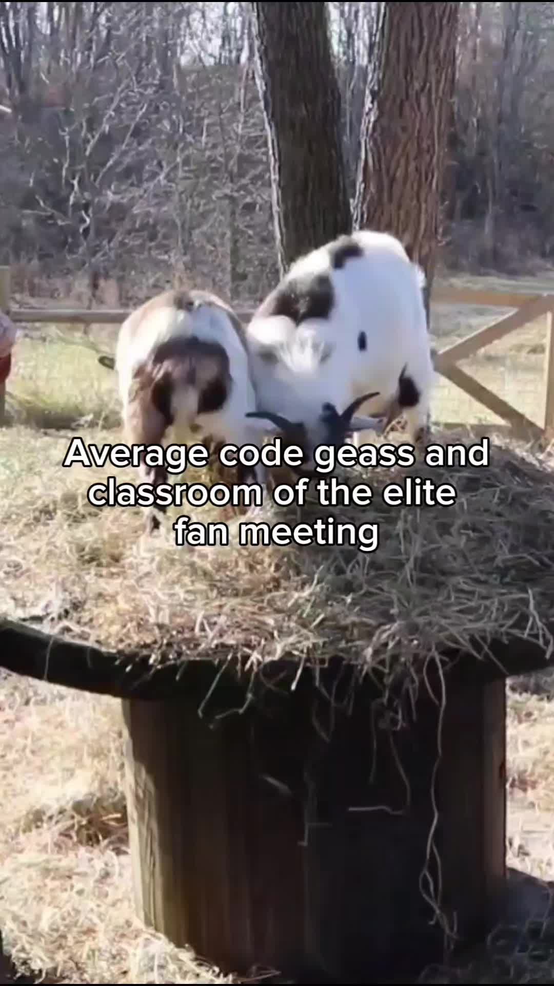 @maytsches