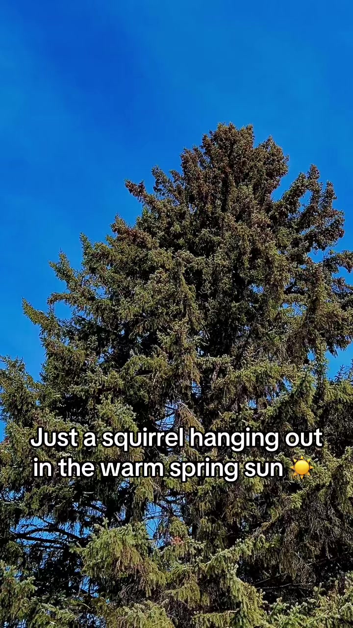 @WildBoreal 🇨🇦