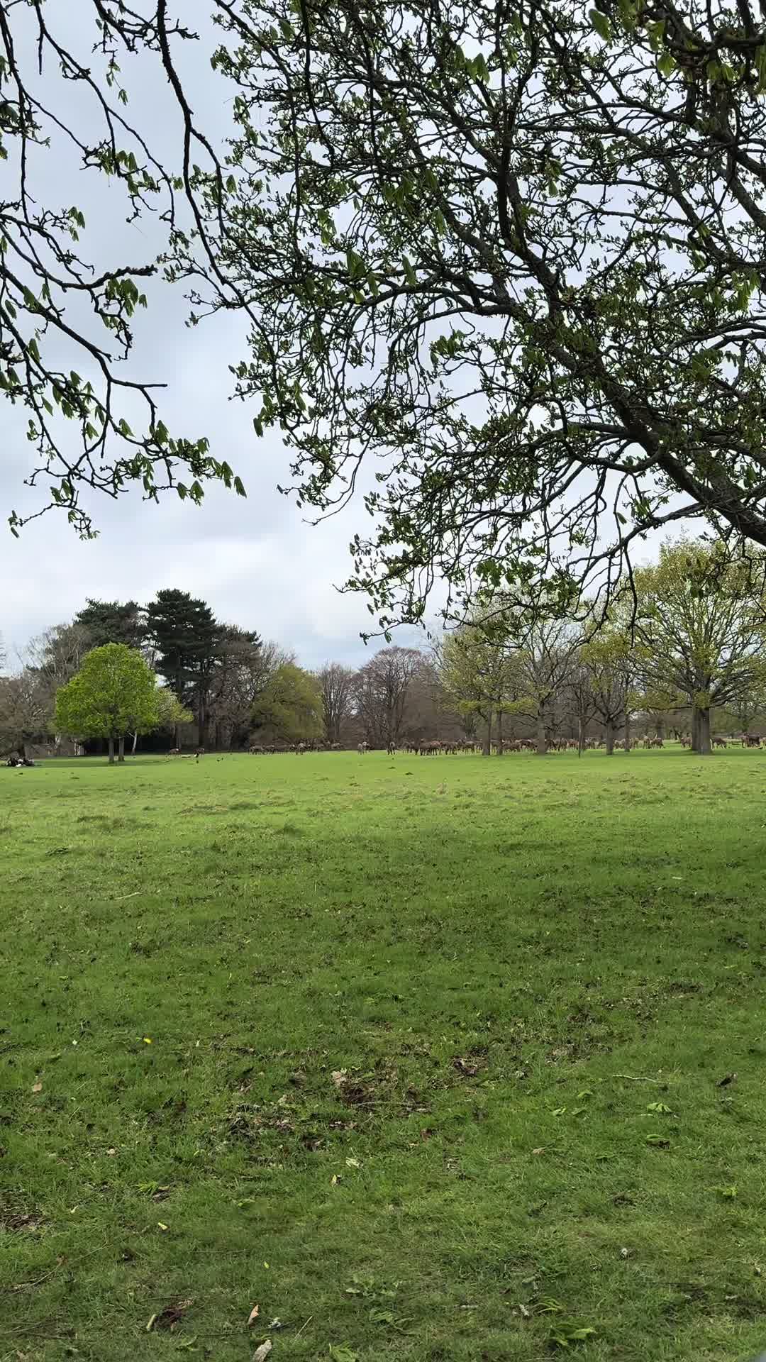 @danitalondon