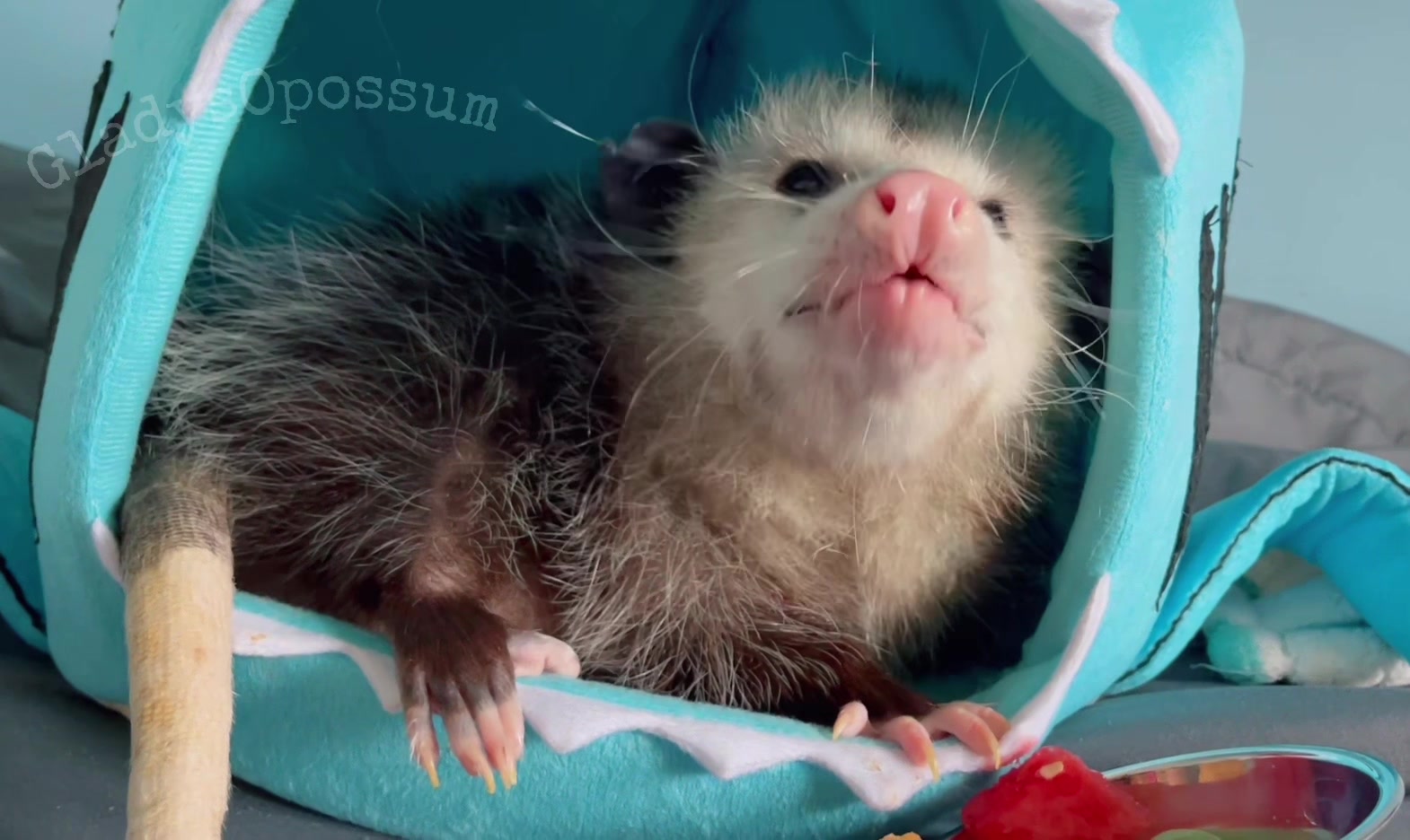 @GladysOpossum