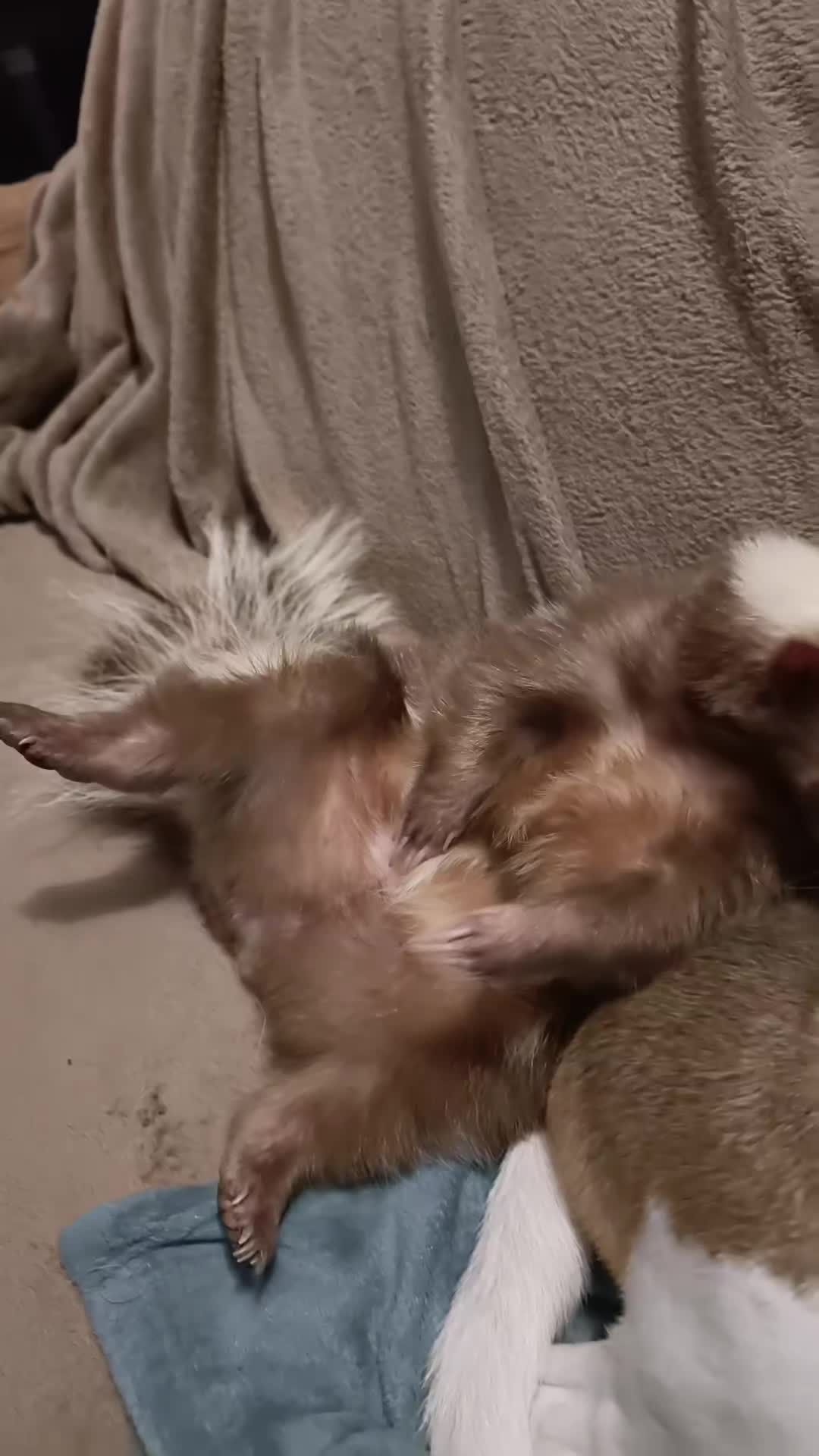 @Bestiesbeasties