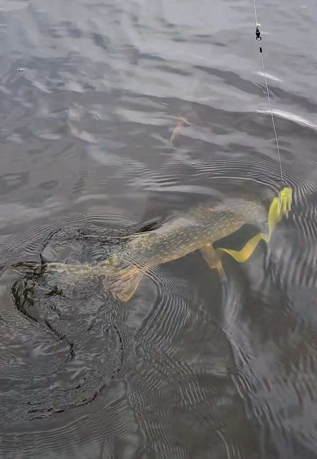 @Tackle Crew