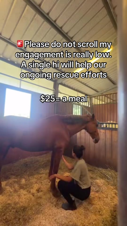 @horsesanctuary