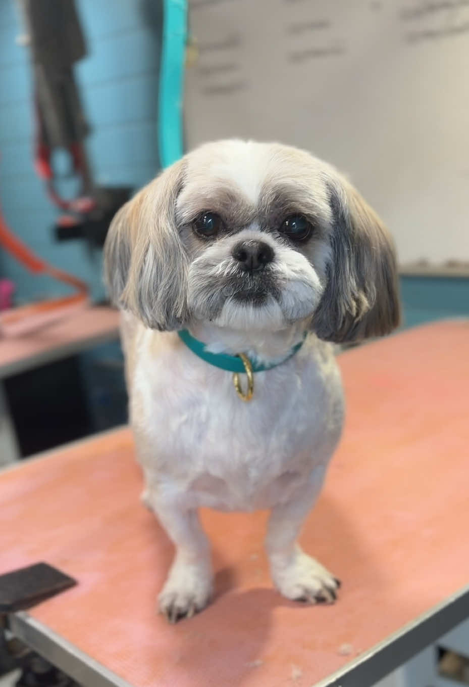 @hollyshoundsgrooming