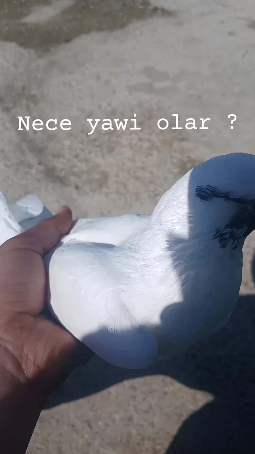 @Goyercinler11
