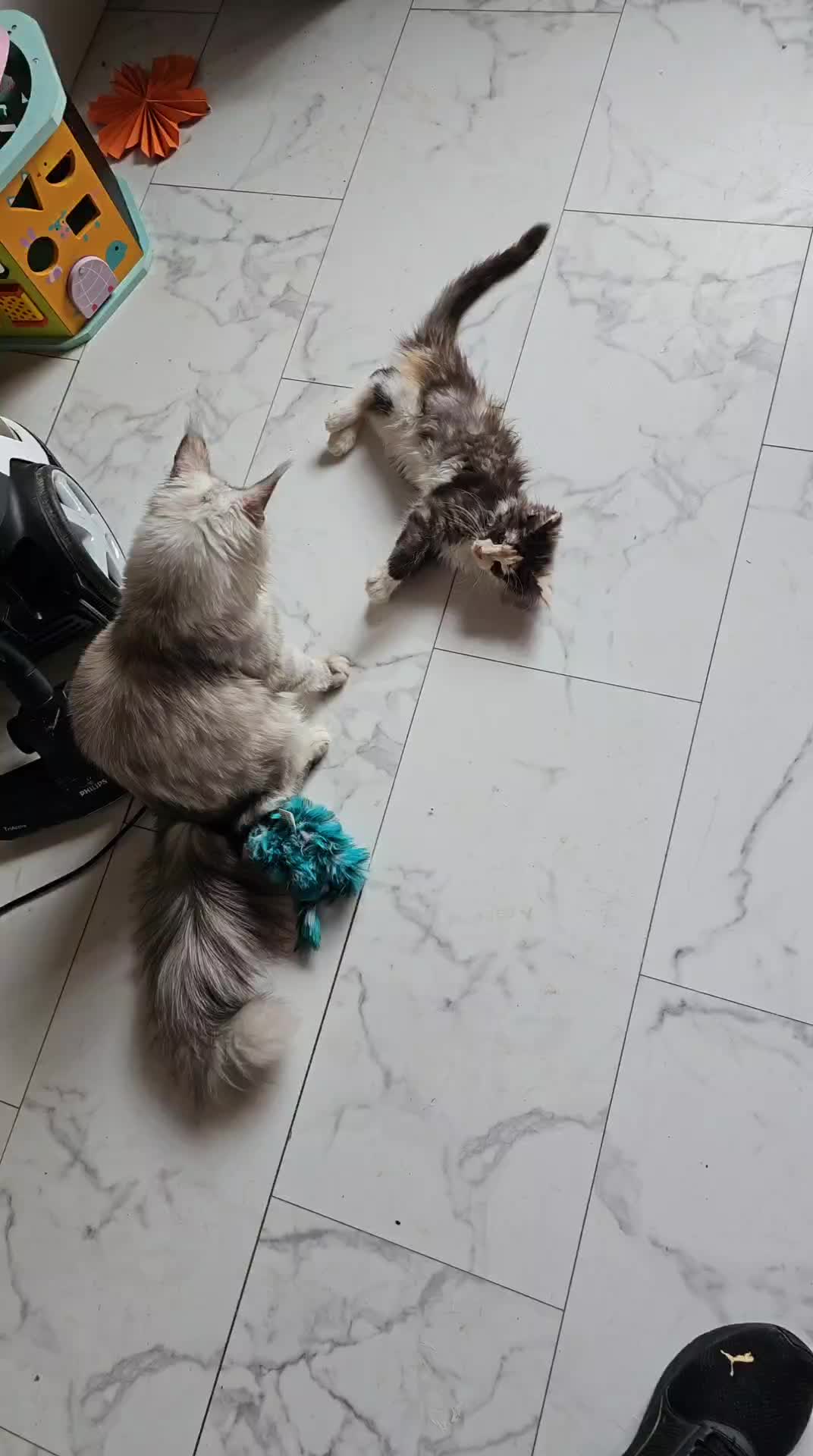 @Gentle Nature's Maine Coon