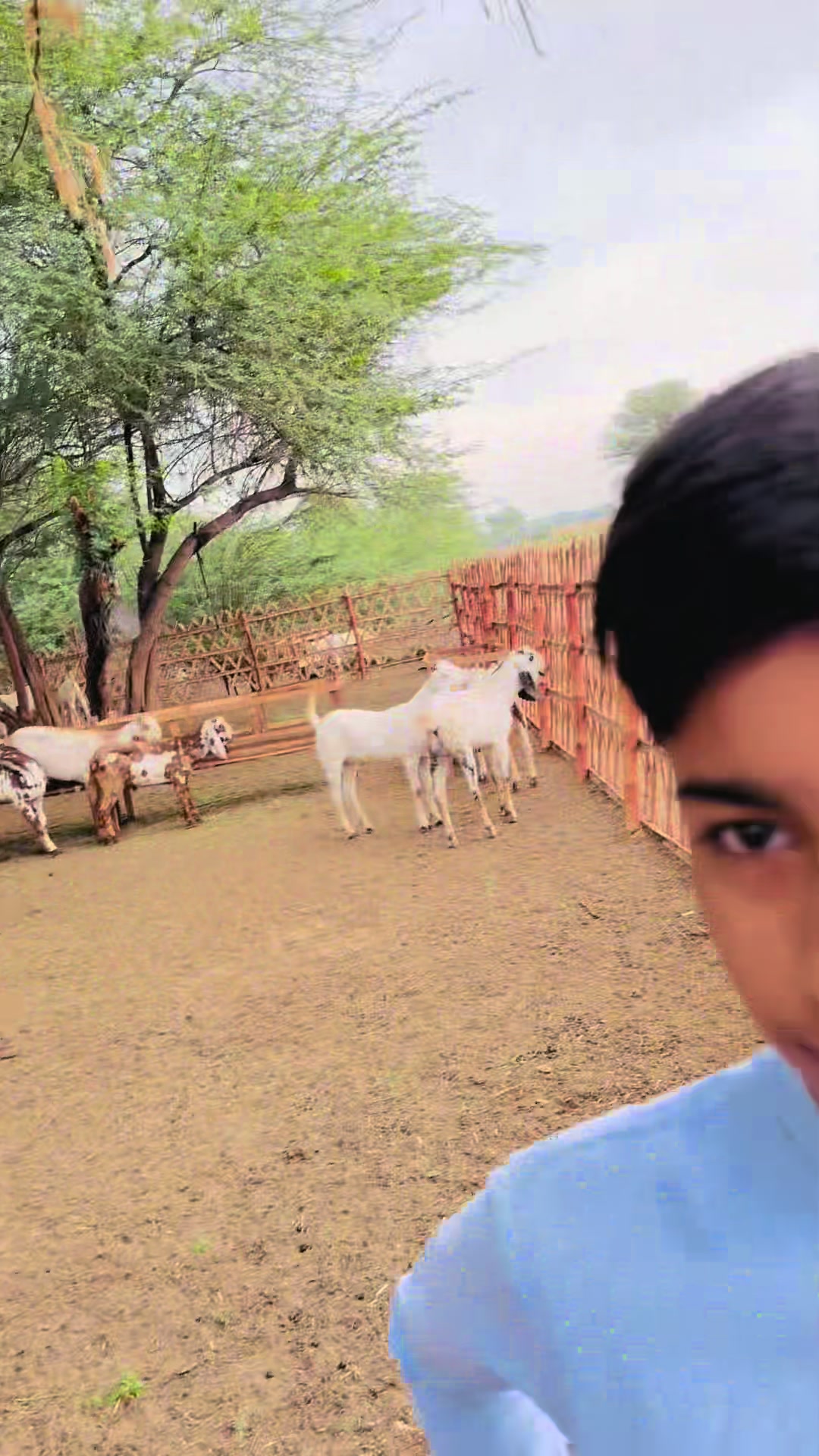 @Ayan cattle 🐄 and goat&rsquo;s 🐐