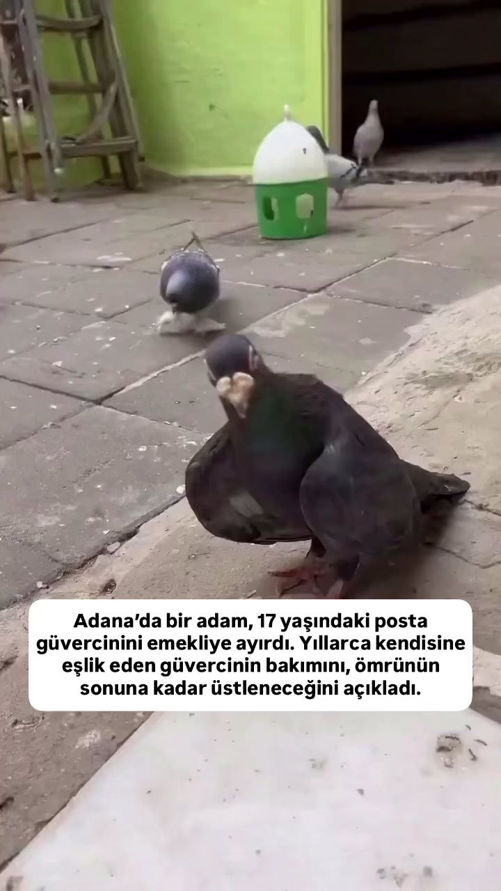 @budabirhaber