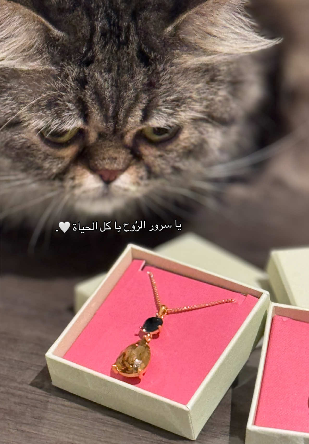 @سَحر 👒🤍