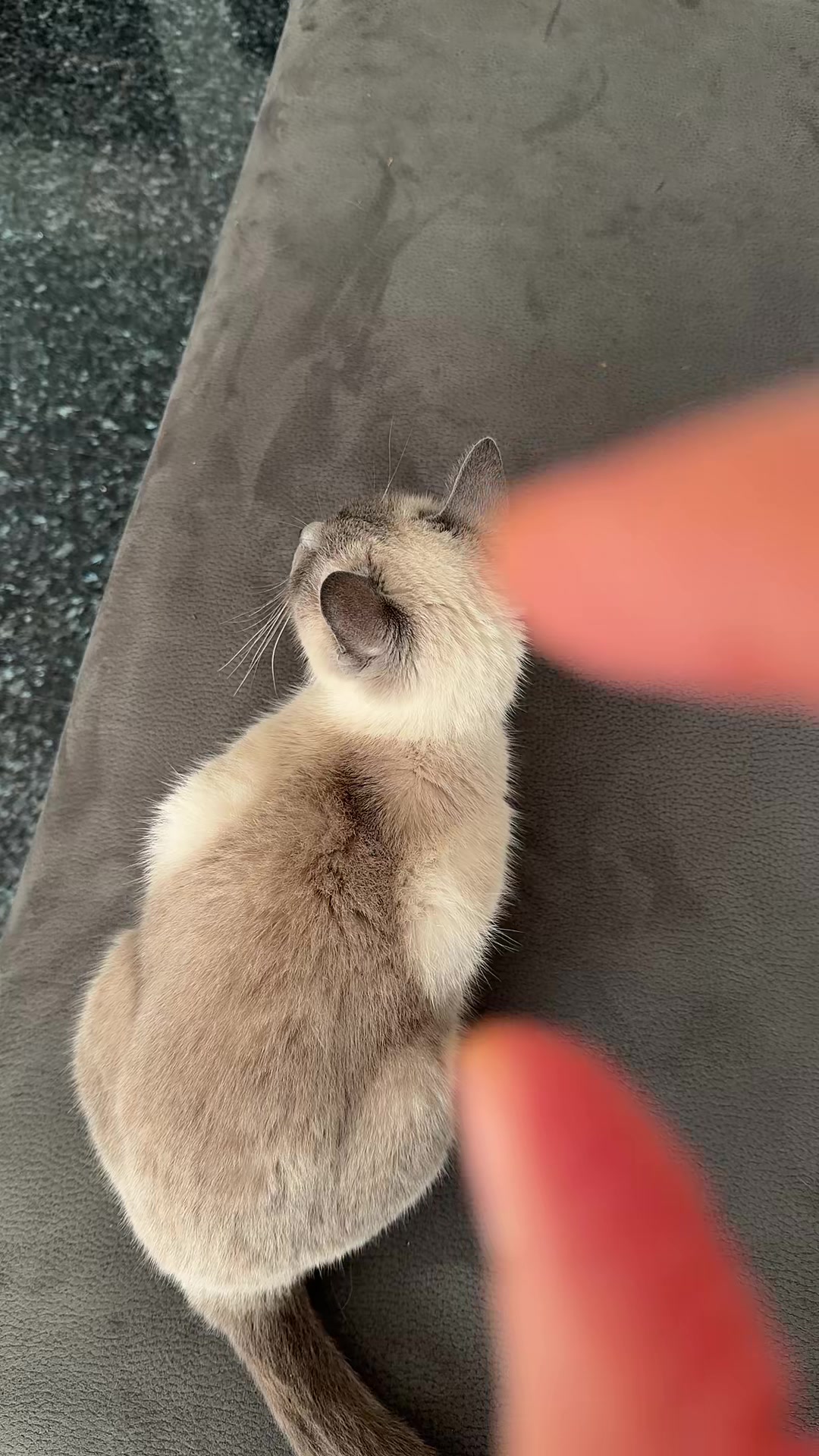 @TugbasCats