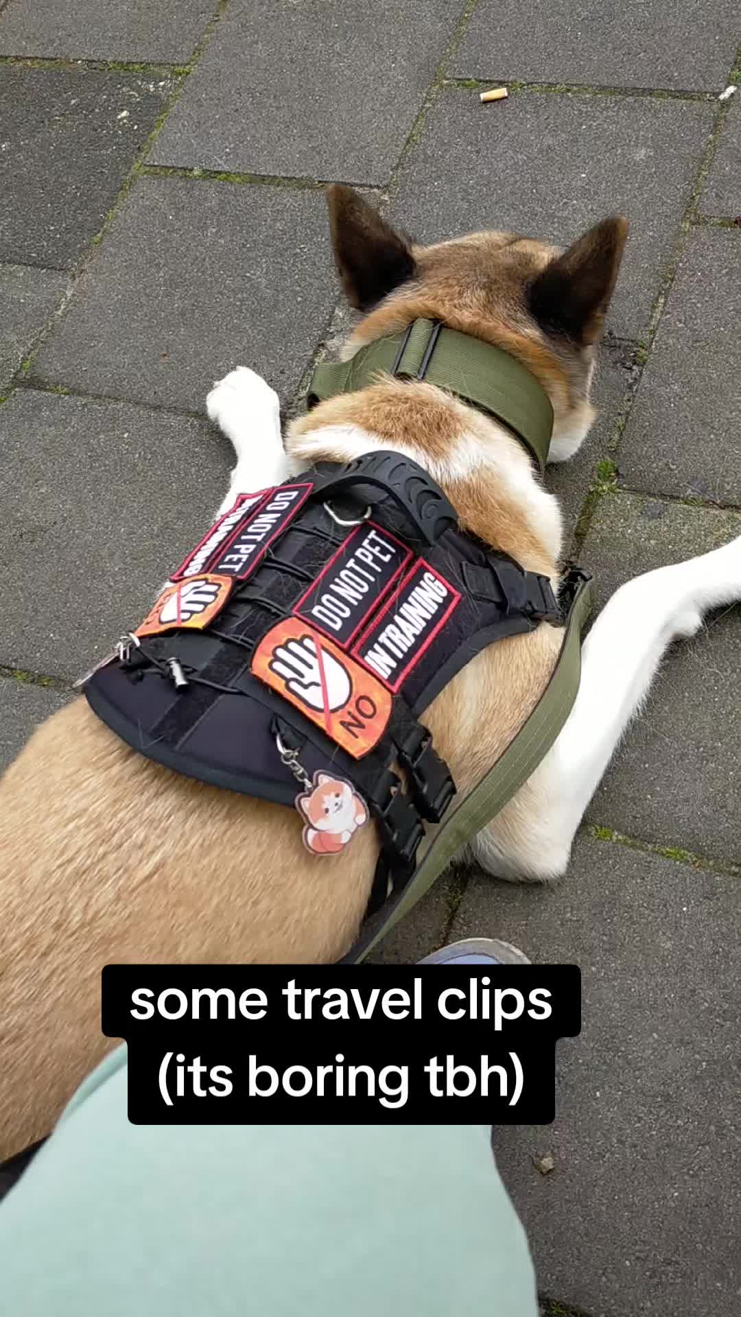 @harley.quinn
