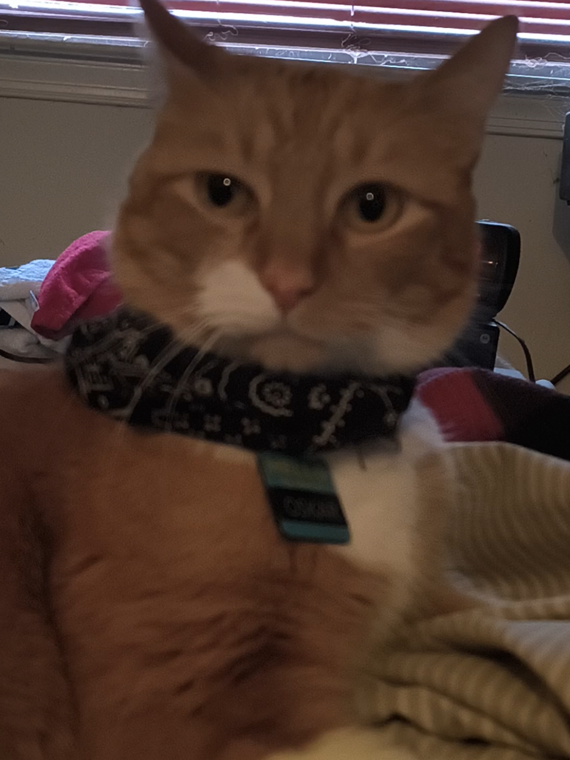 @Oskarcats