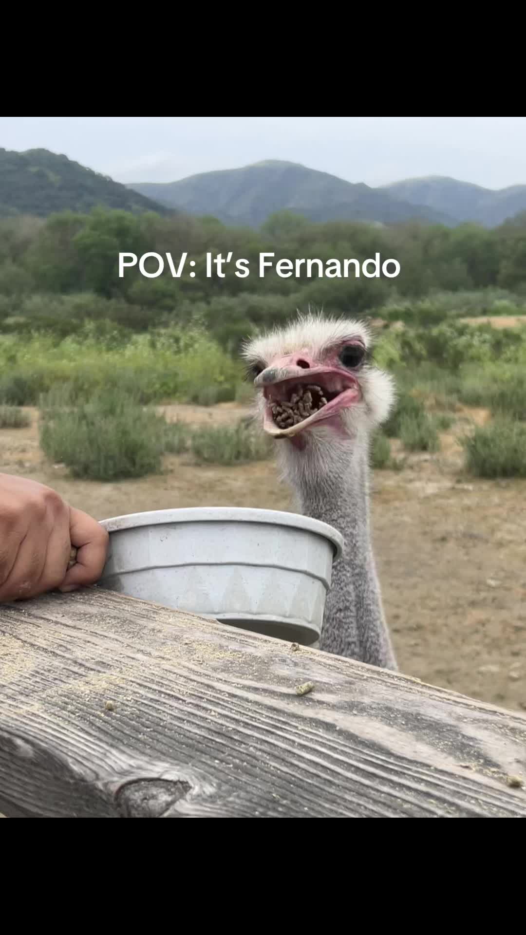 @No Cemma cuh