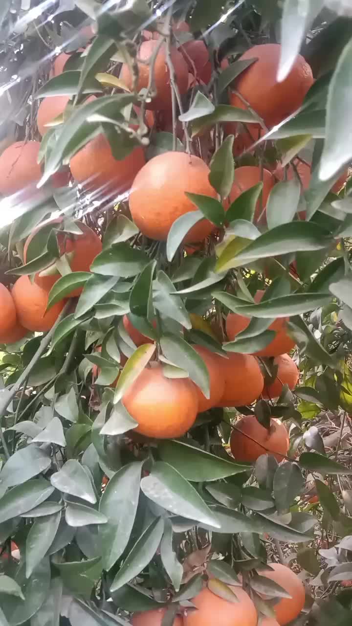 @OrangeFruitTrade
