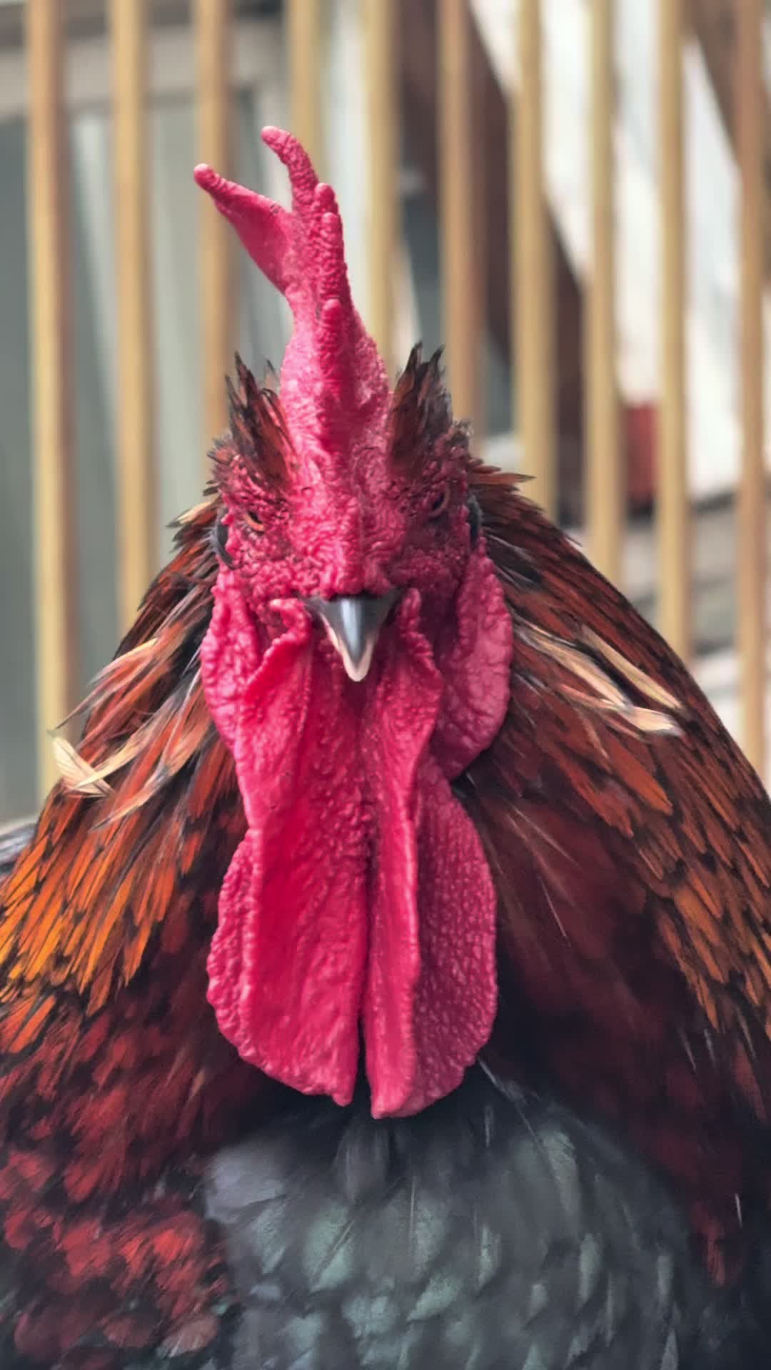 @staseasranch