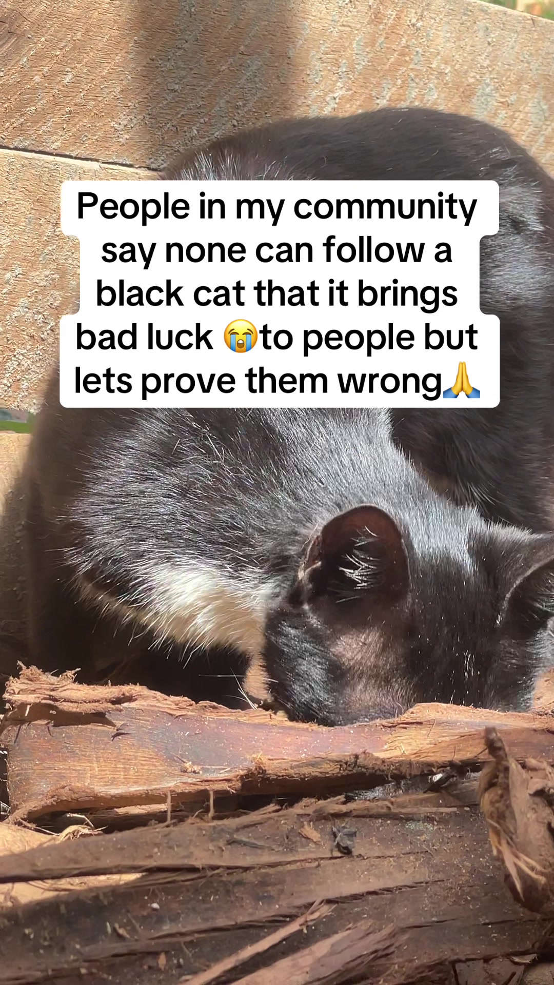 @tailspinrescue