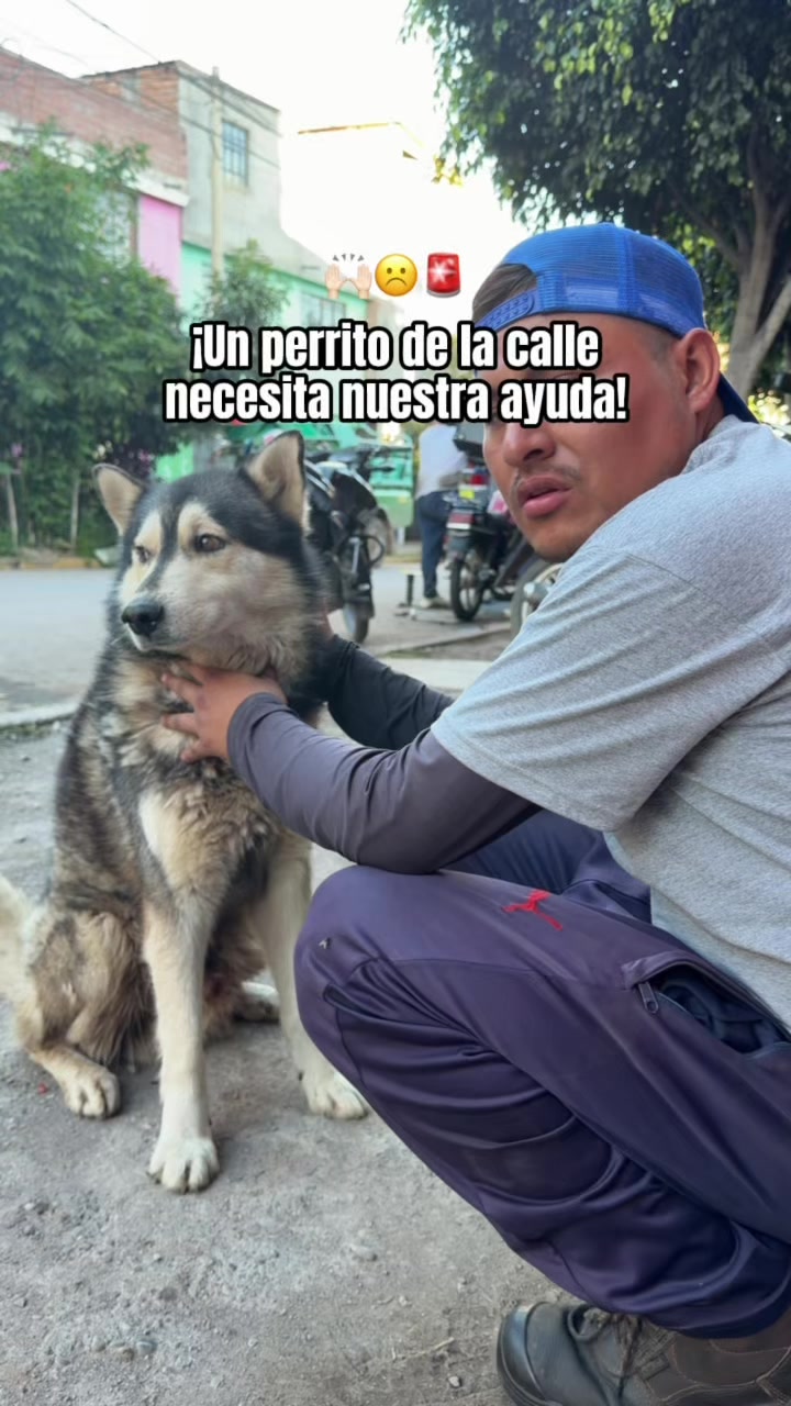 @Cabezotas 🐶