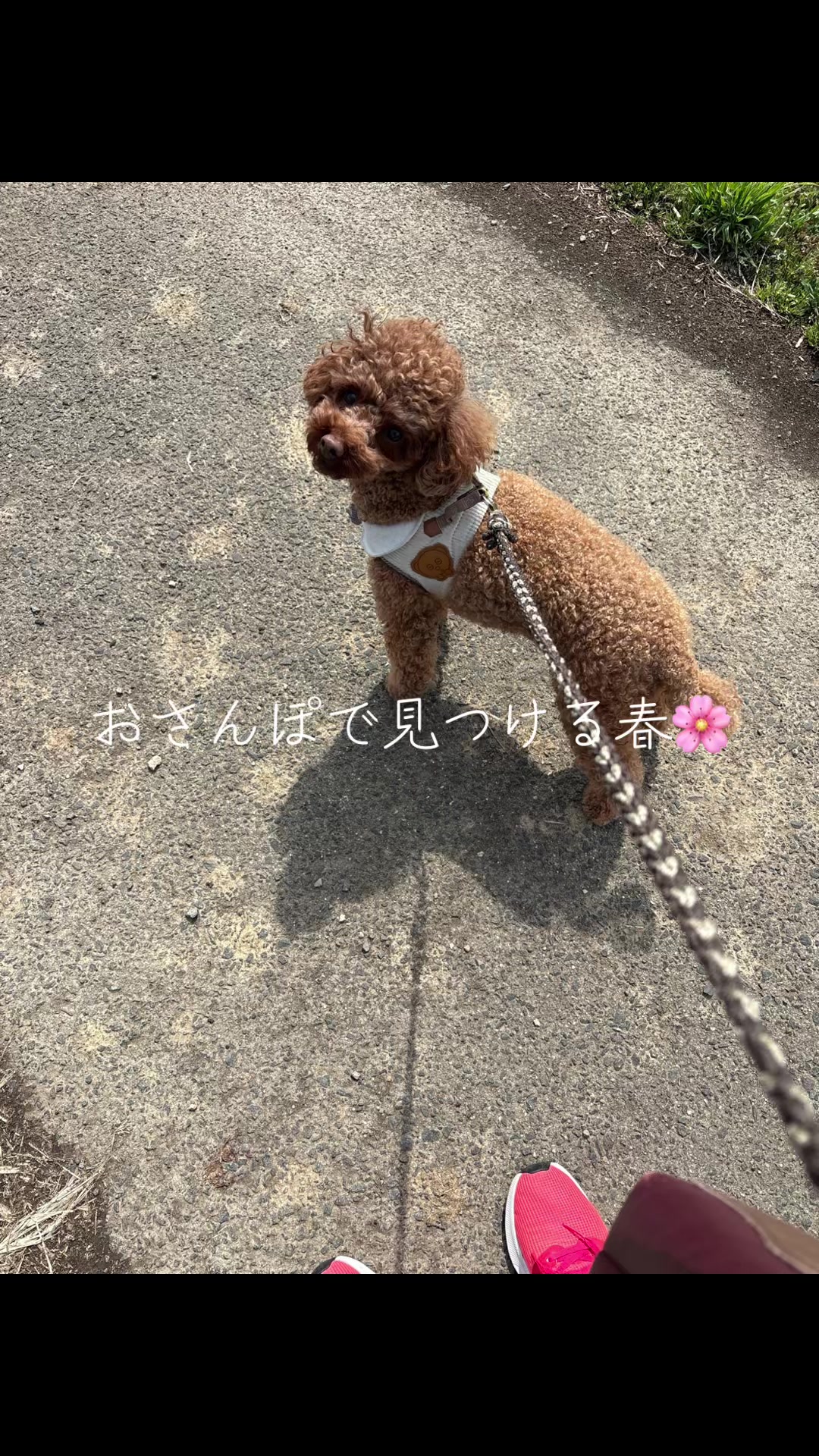 @kamachokopu
