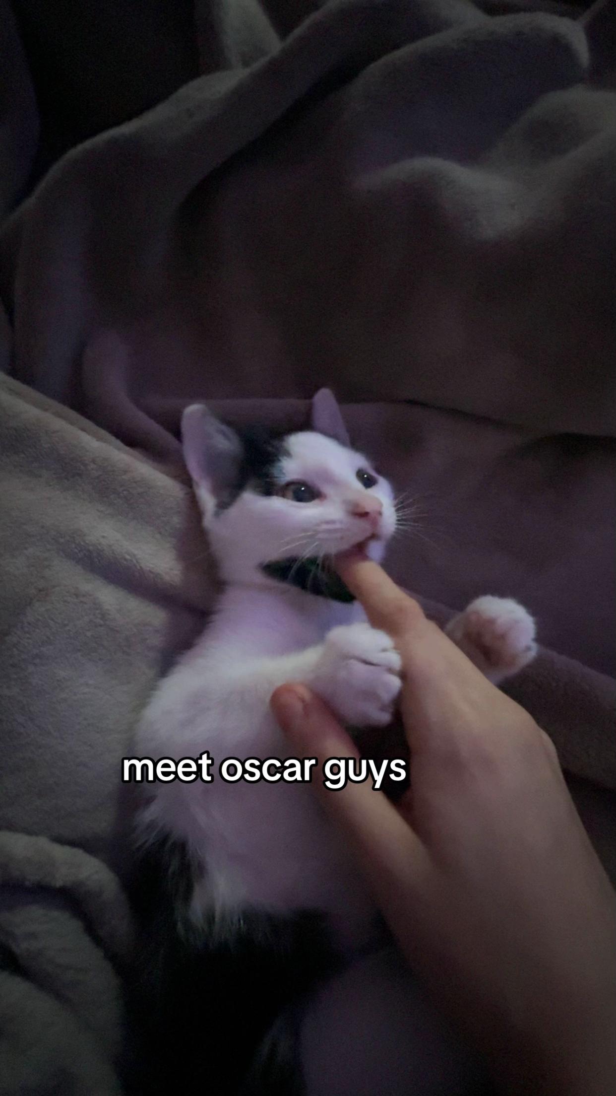 @melspam