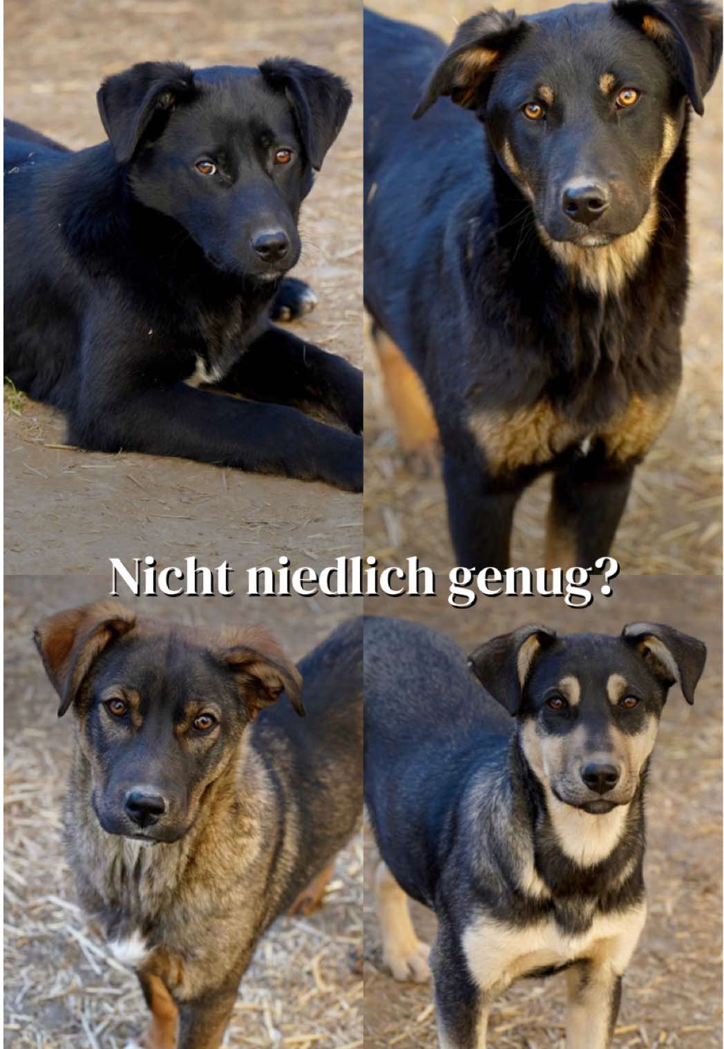 @SpecialDogs e.V.