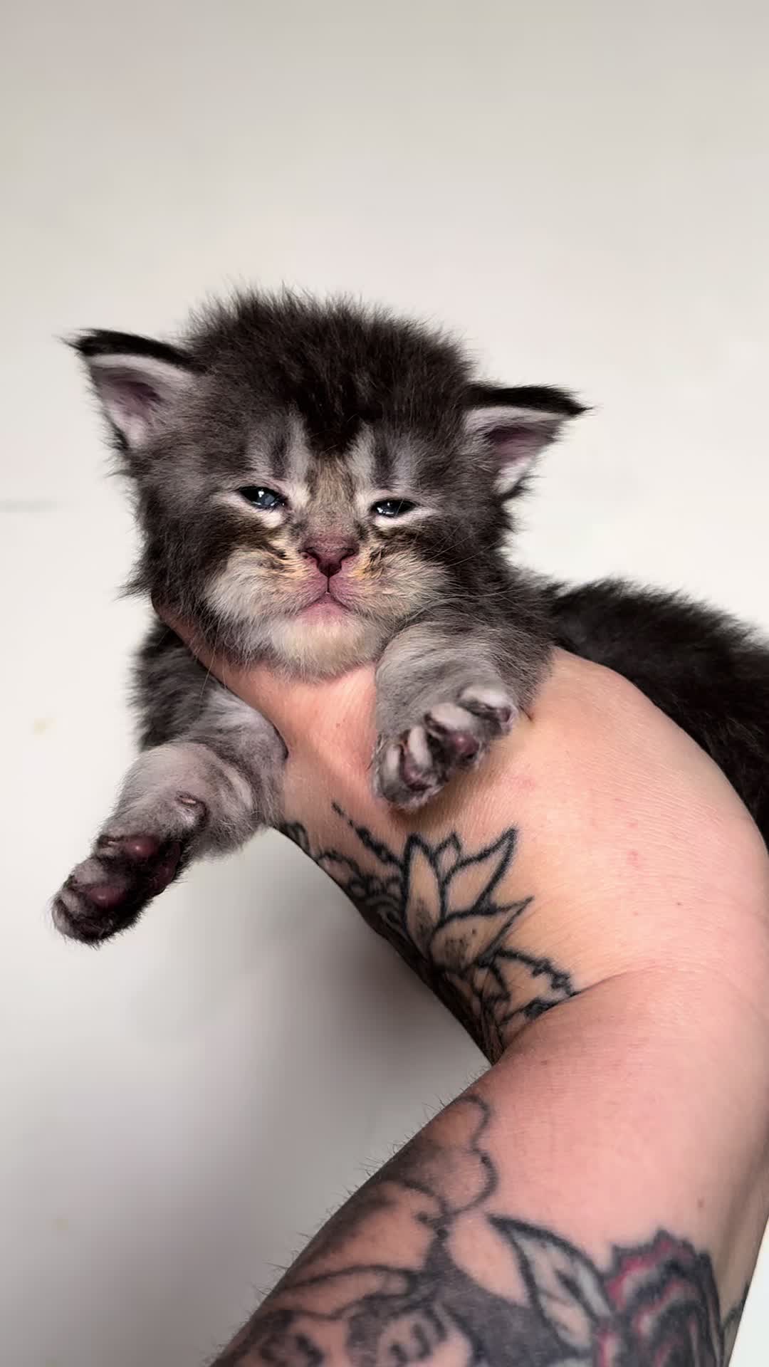 @MidwestGiantsMaineCoonCattery