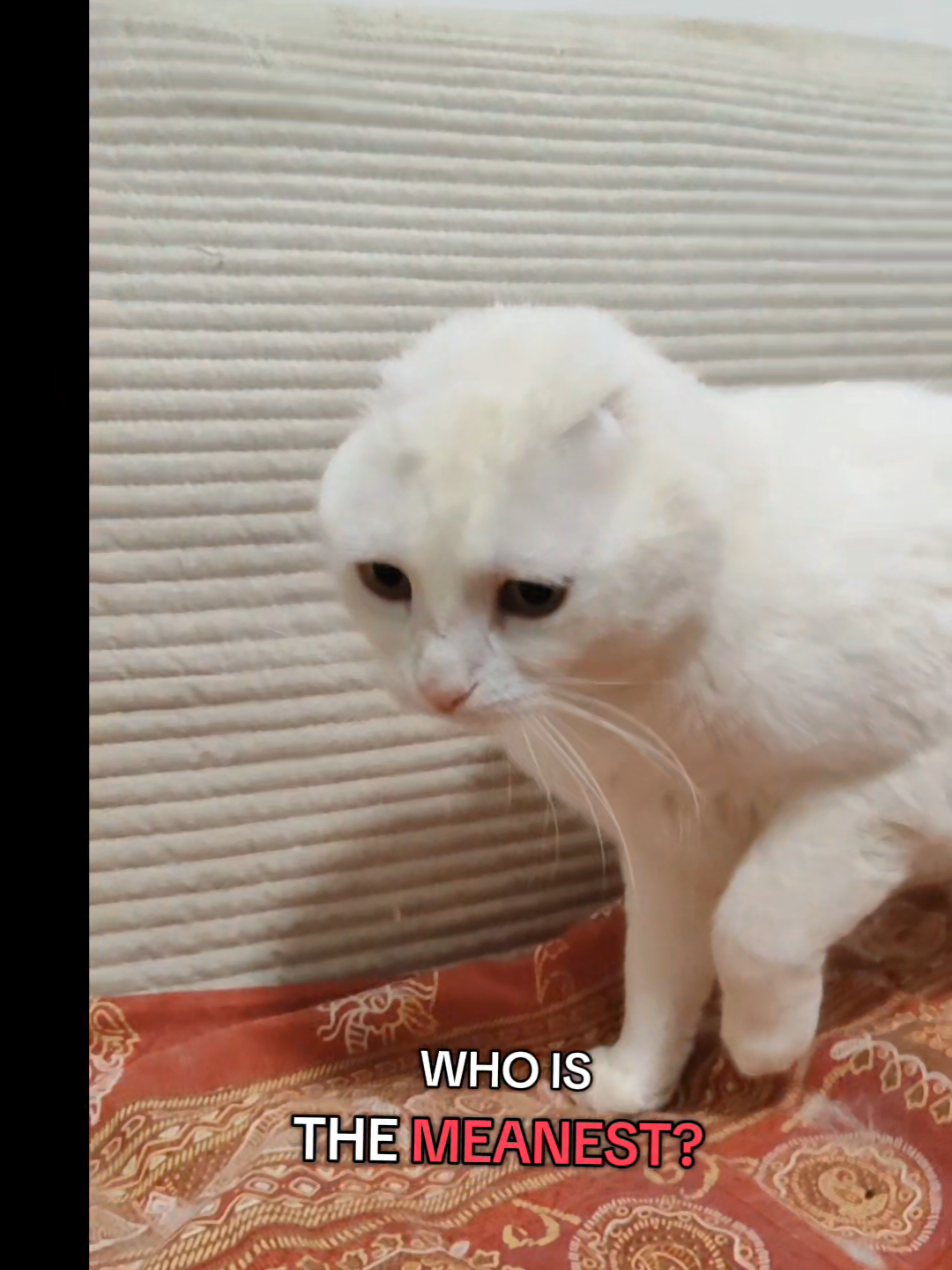 @Fluffy - the persian cat