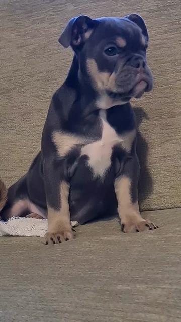 @dontbullymybreed