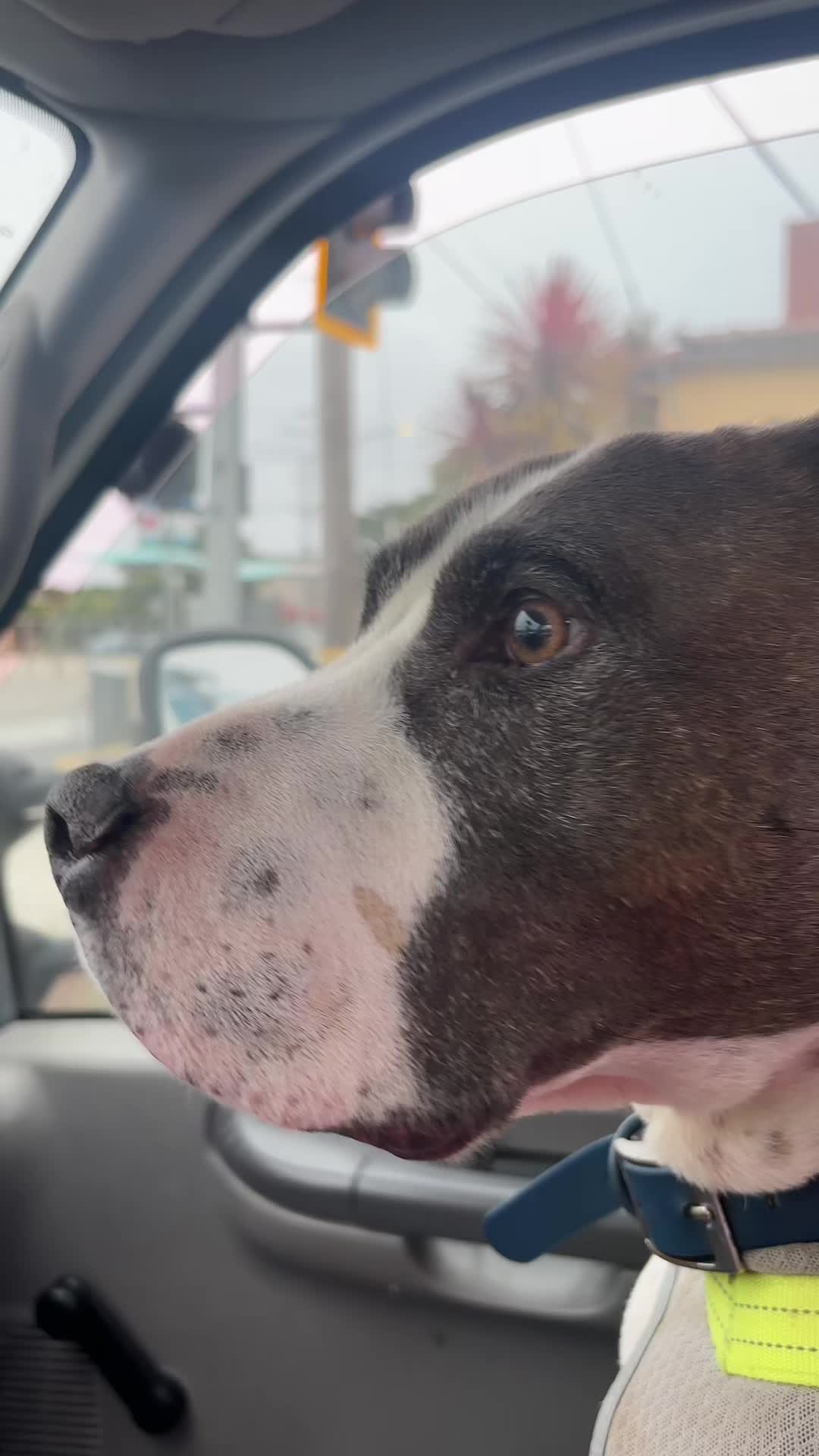 @caponethepitty
