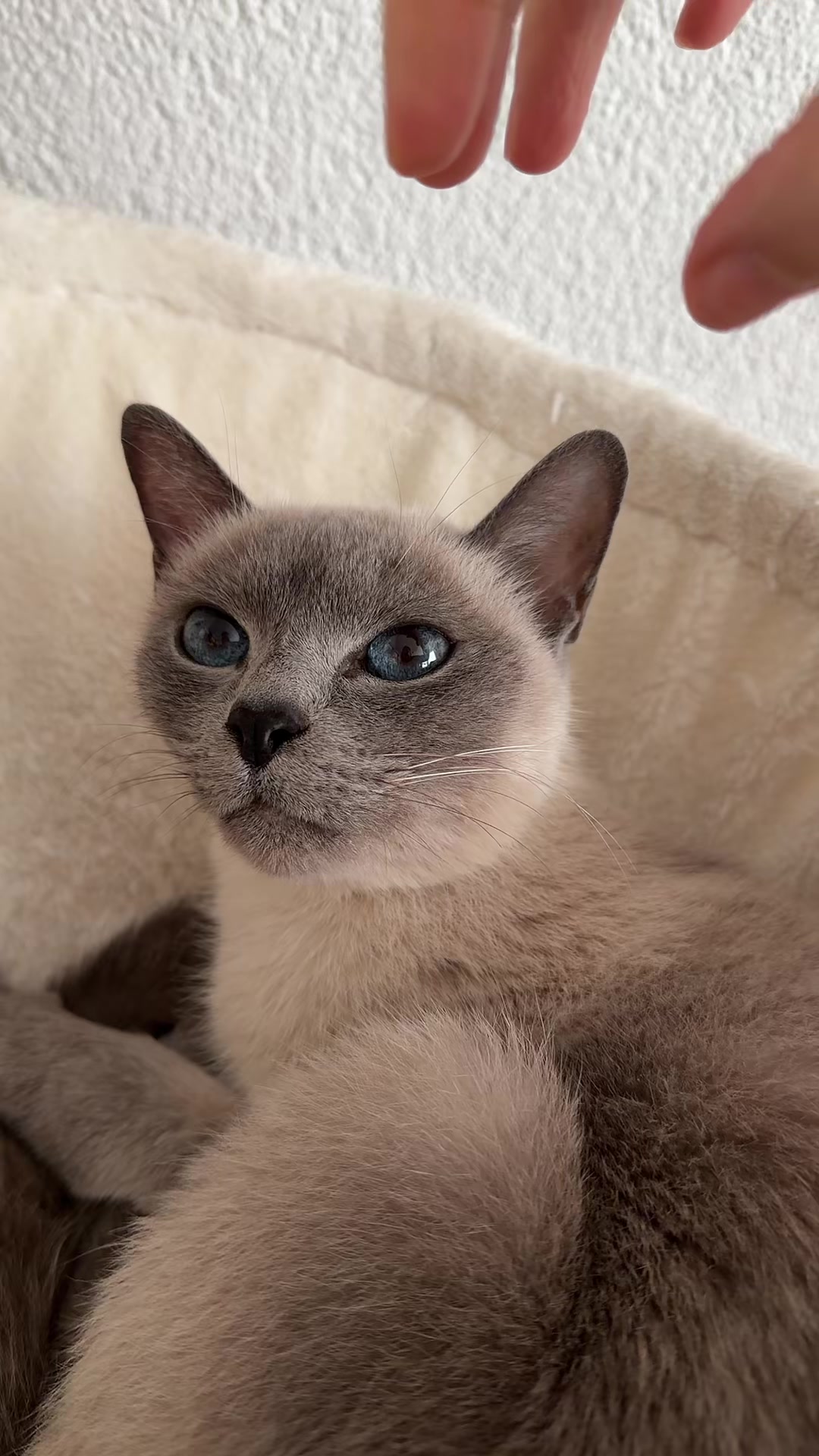 @TugbasCats
