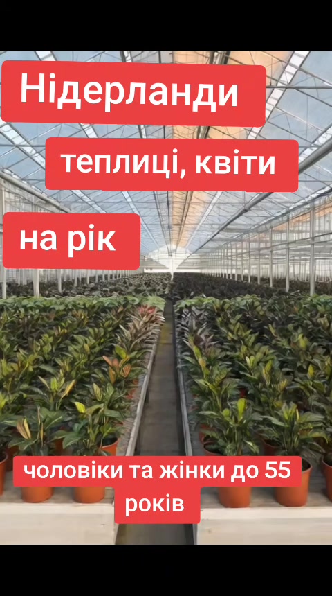 @Бельгія та Нідерланди