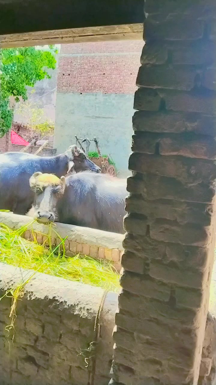@Imran khan 😎