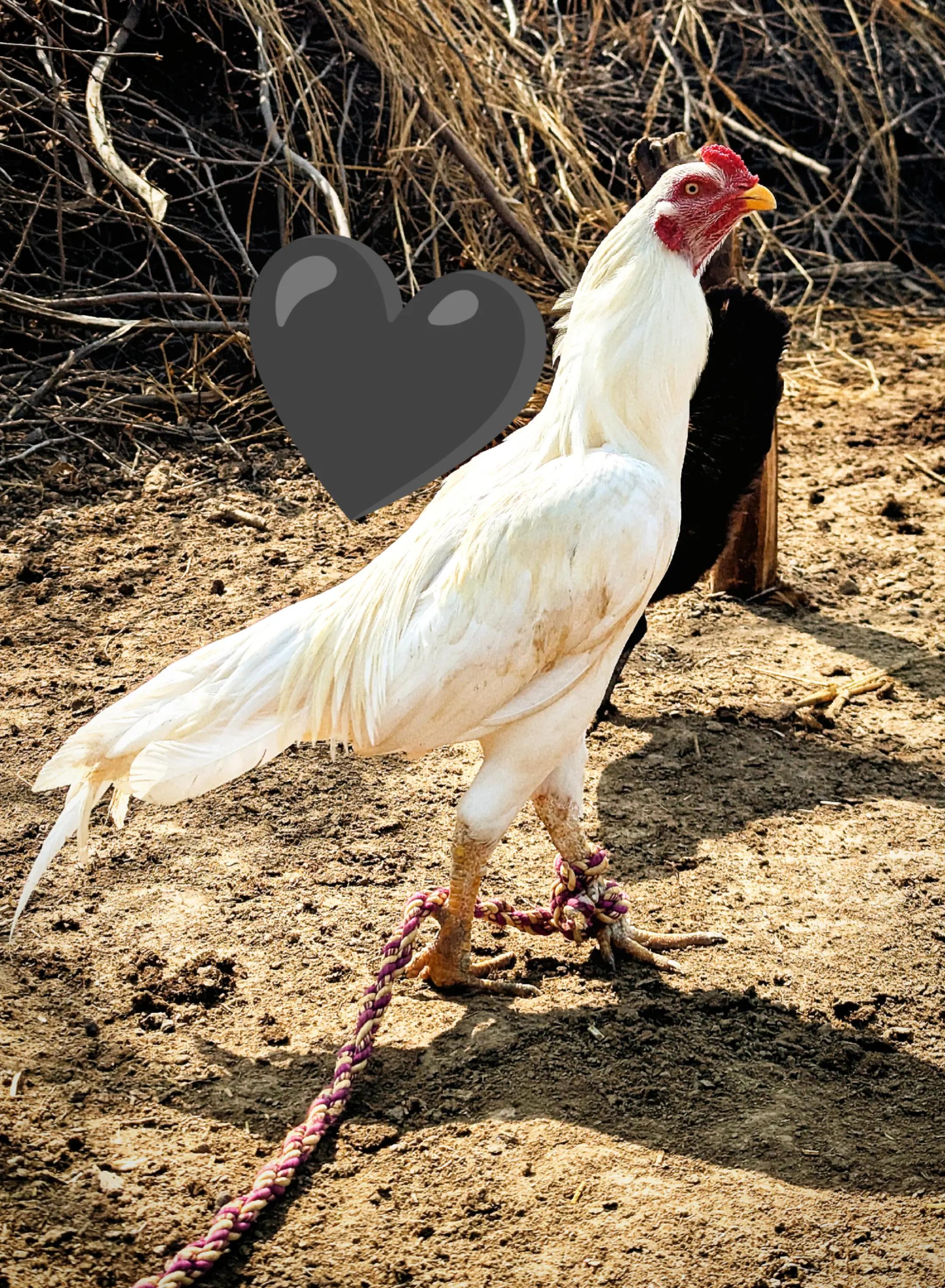 @ᡕᠵ᠊ᡃ່࡚ࠢ࠘⸝່ࠡGUJJAR᠊߯ᡁࠣ࠘᠊᠊ࠢ࠘气亠🦅
