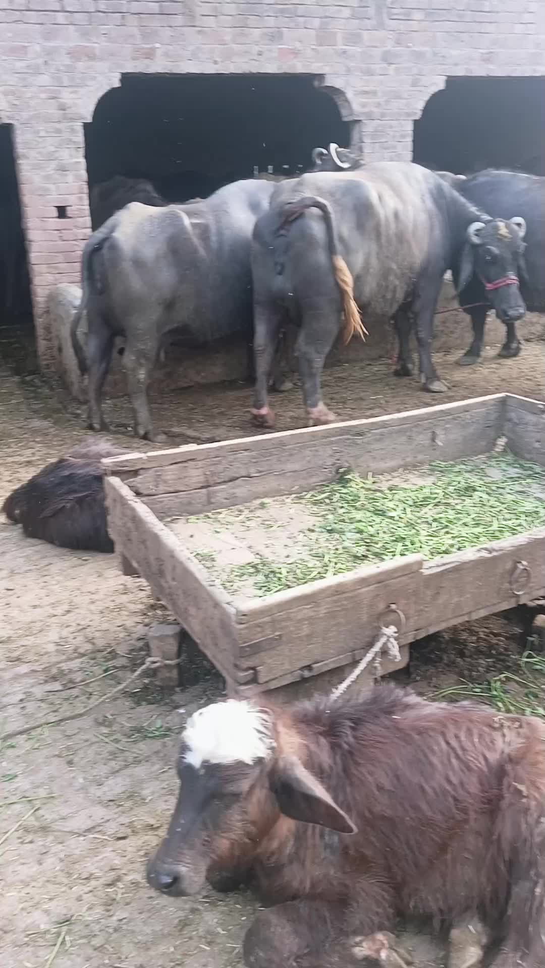 @sufyan Diary farm