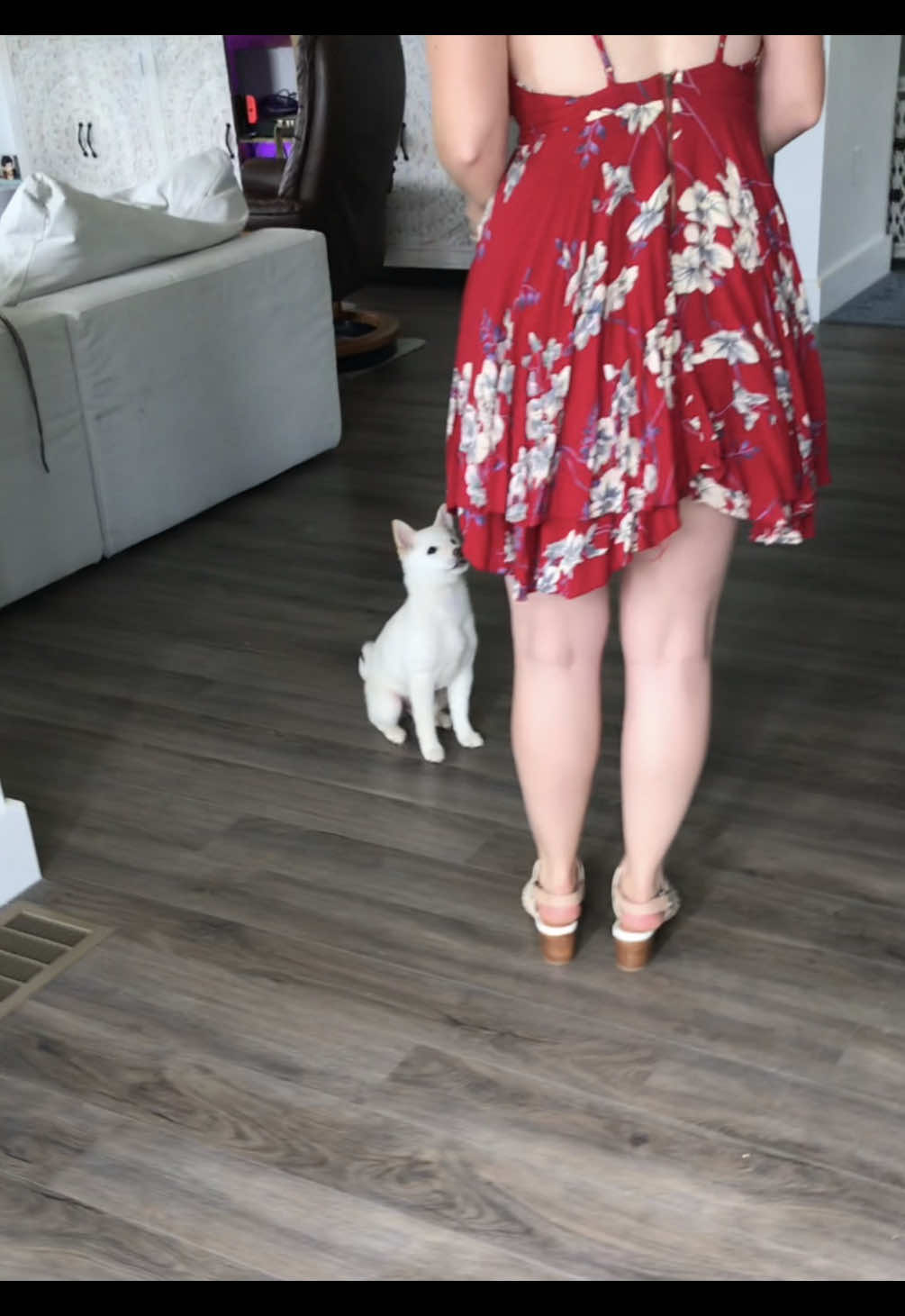 @citylivingdog